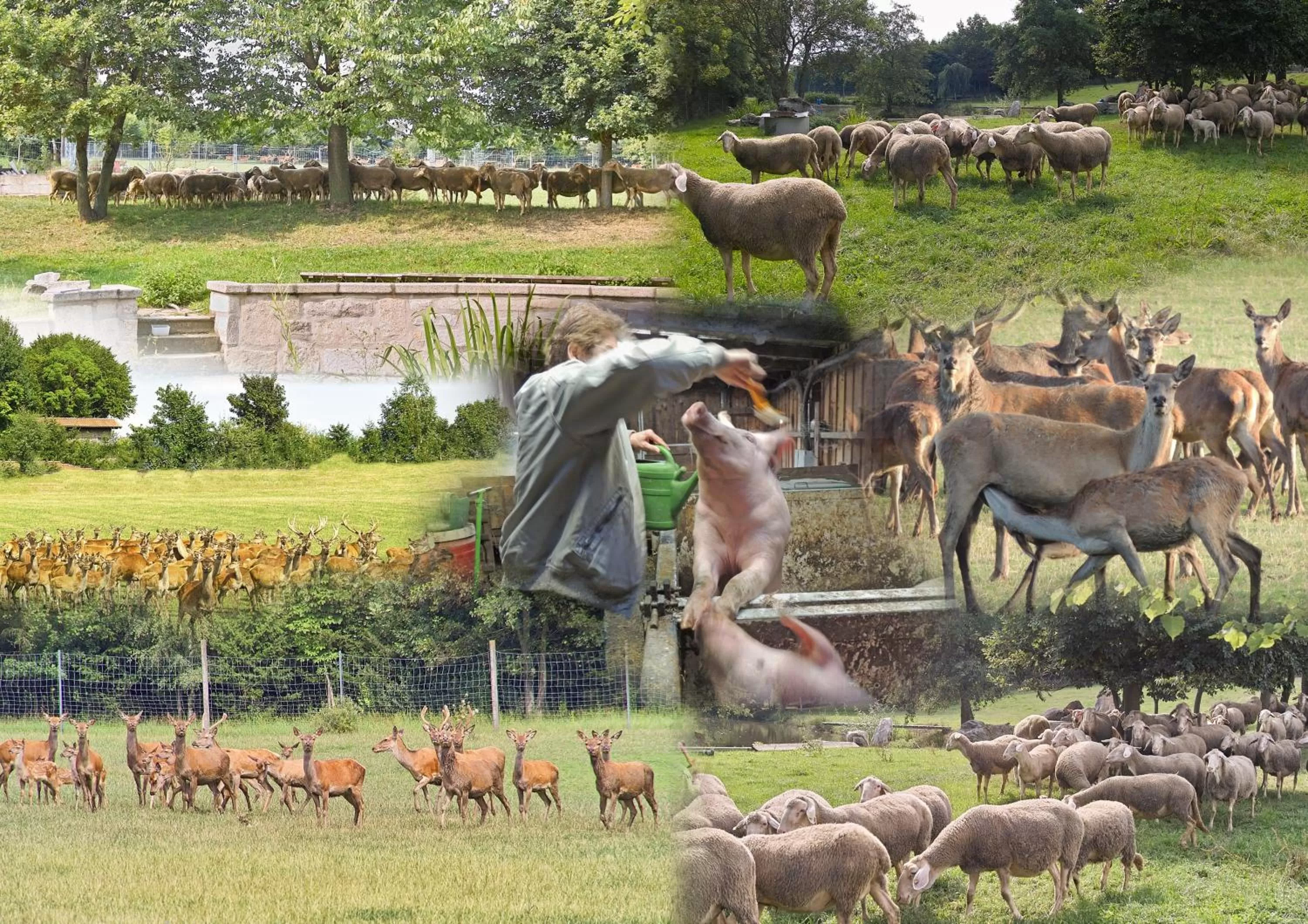 Animals in Hotel Falter