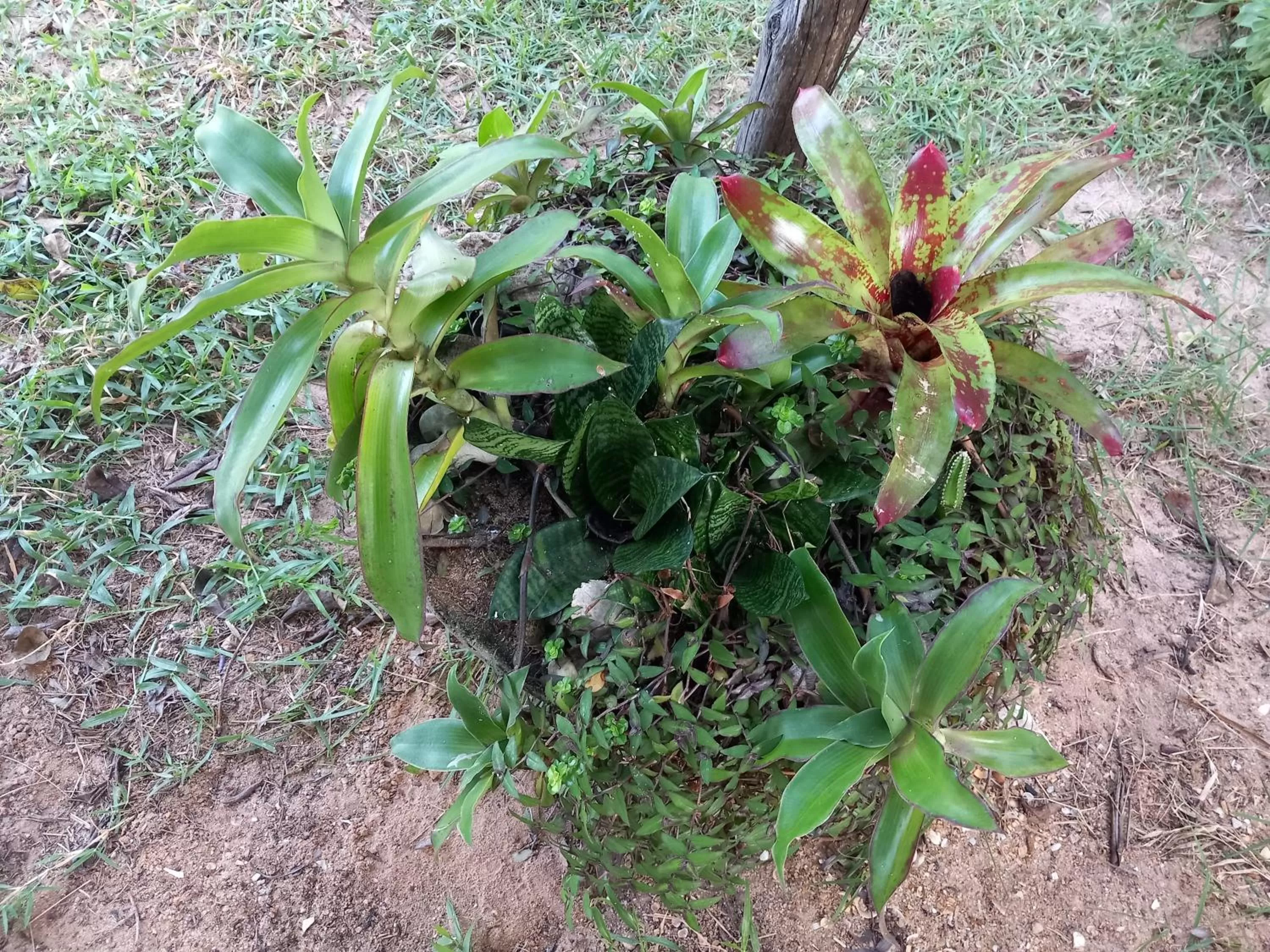 Garden in B&B Pedra do Meio