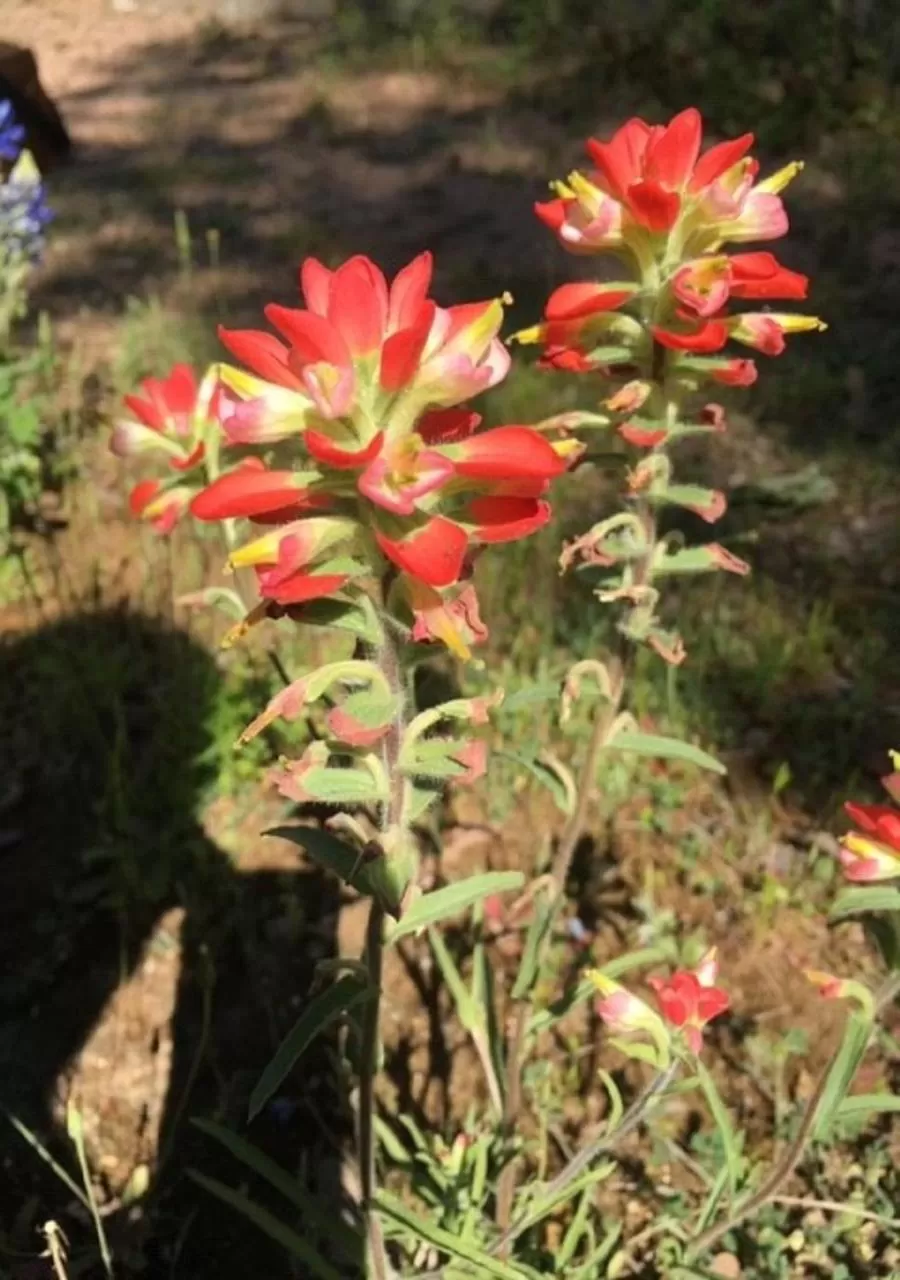 Garden view, Garden in Casa del Rio Bed and Breakfast