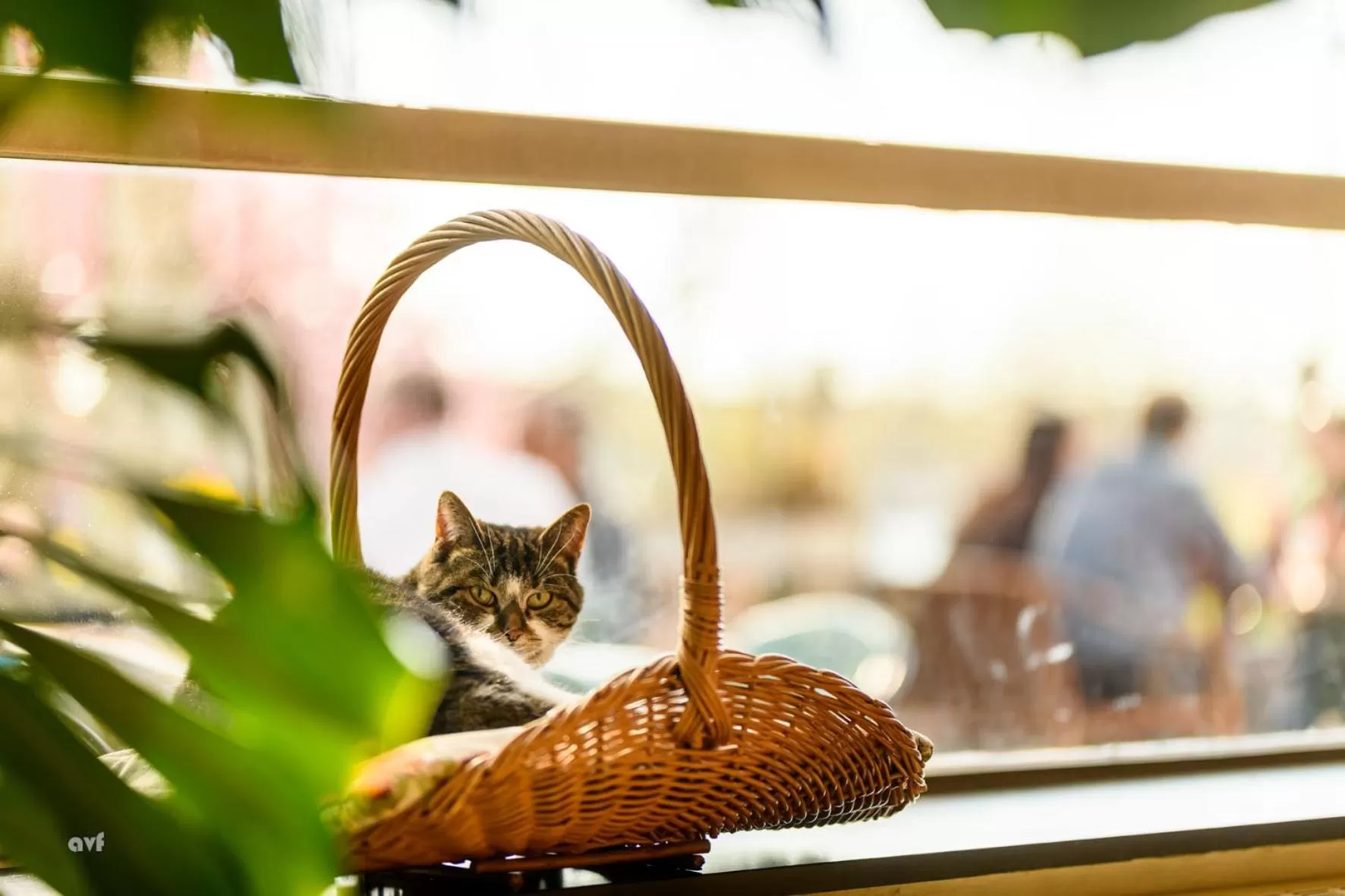 Animals in Pension Homeland