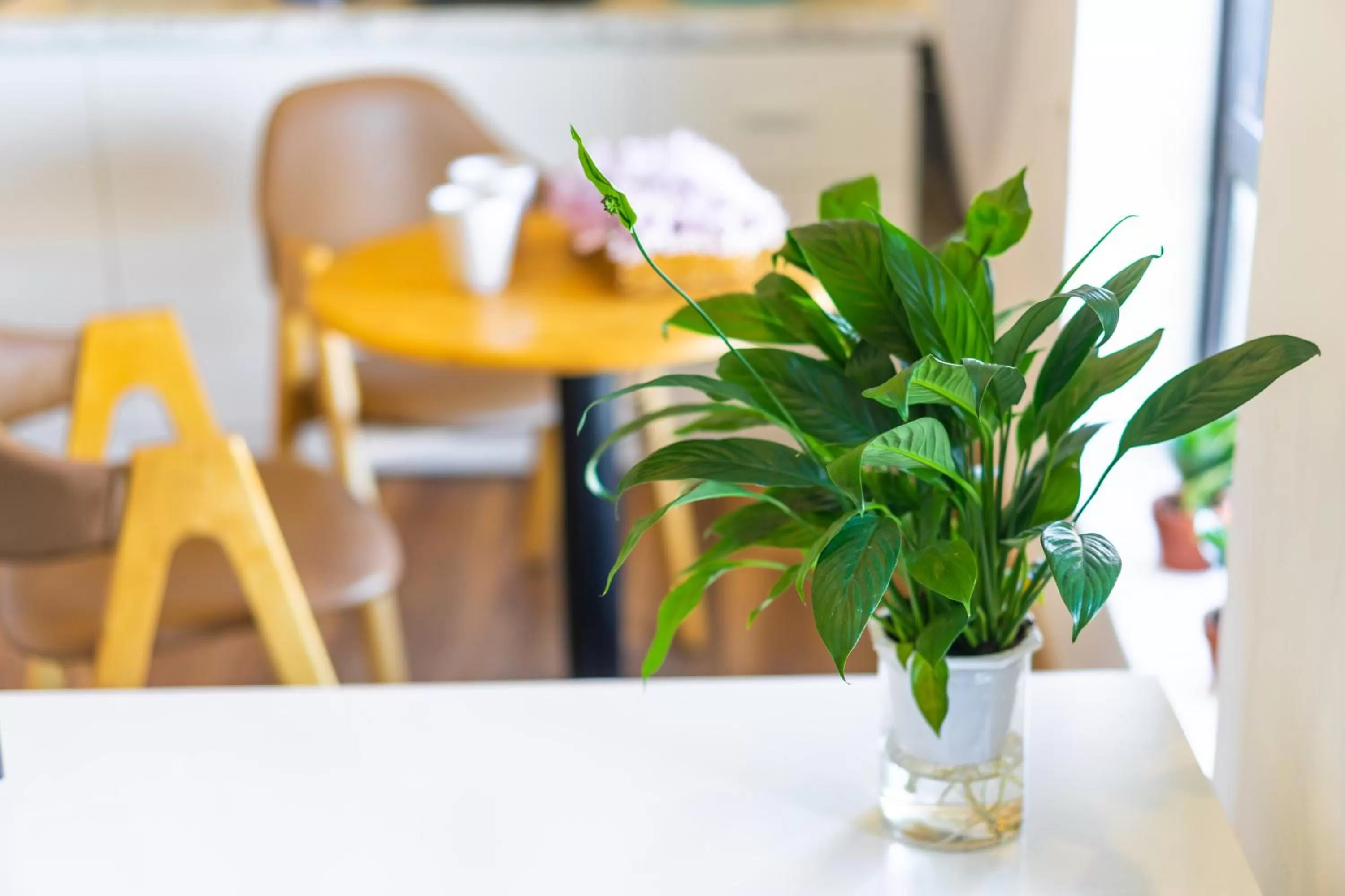 hair dresser in Ngàn Phố Studio & Love Hotel