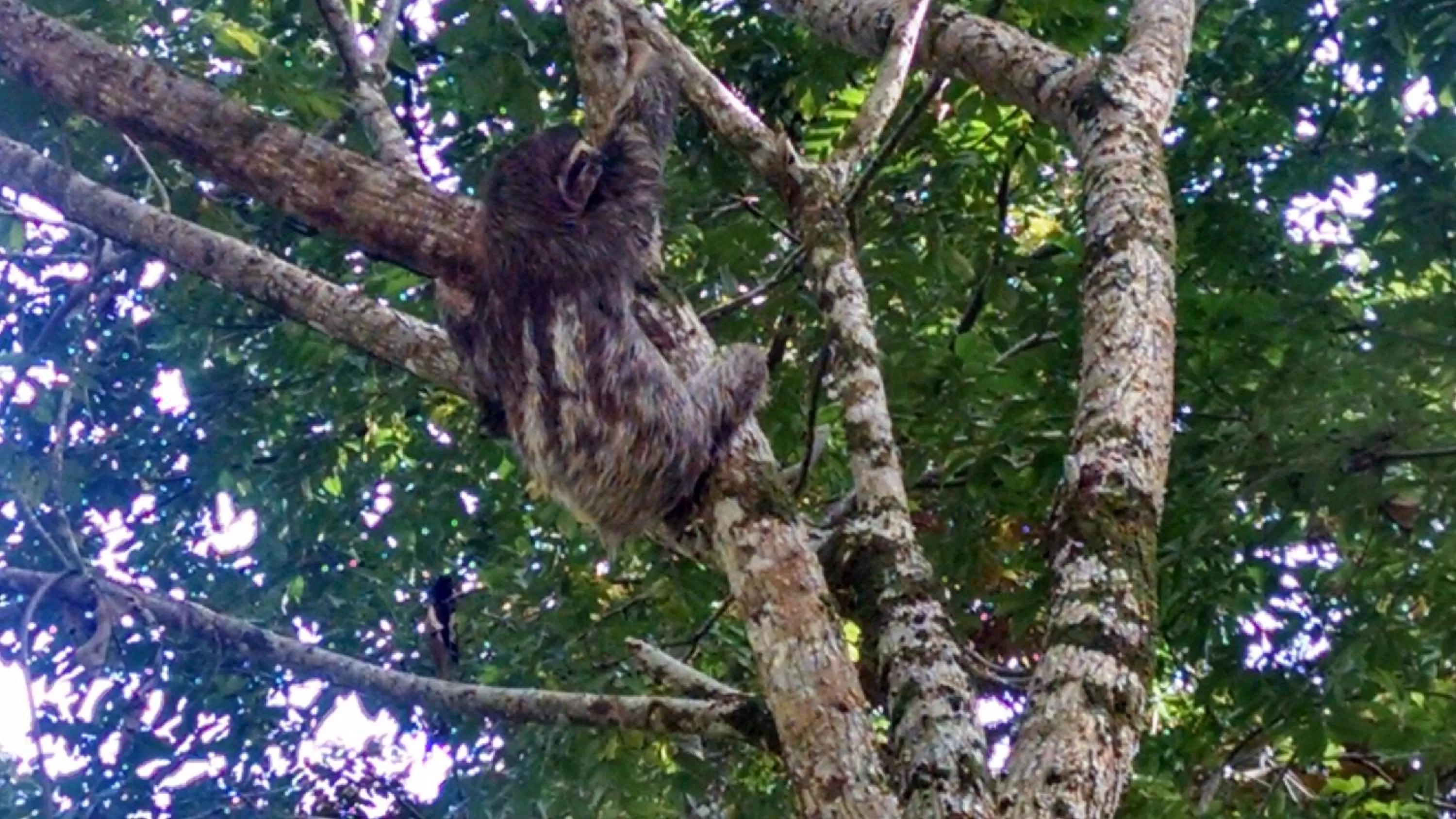 Day, Other Animals in Surf Break at Paunch