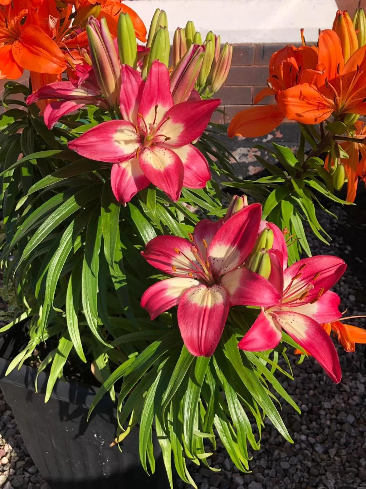 Garden in Edendale House