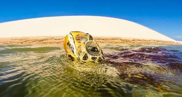 Day, Other Animals in Pousada Vila do Carmo