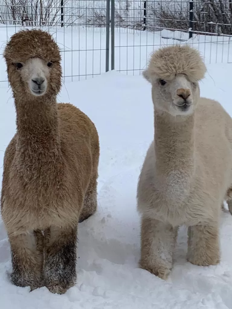 Pets in Hotel Waldmühle