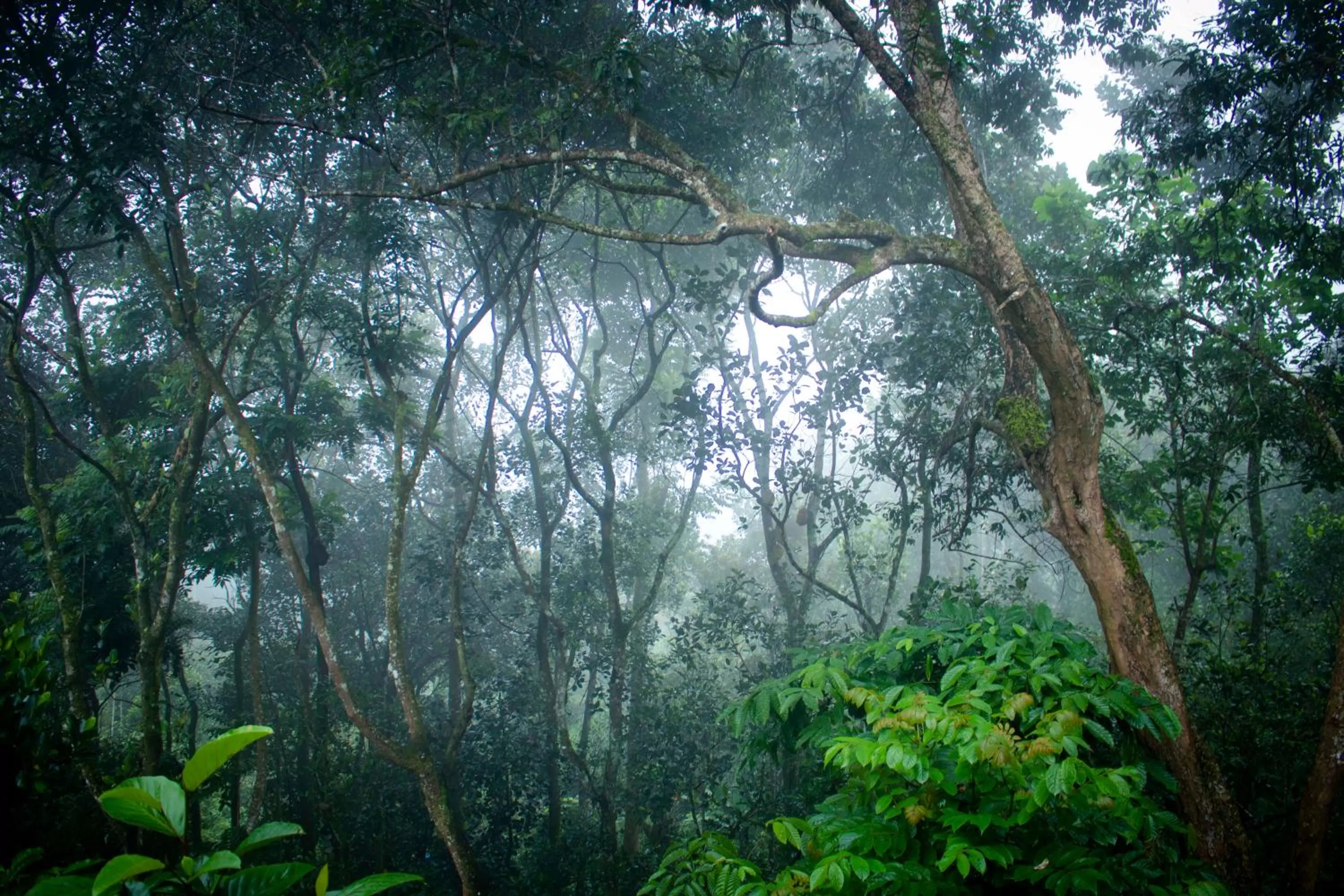 View (from property/room) in Edens Munnar