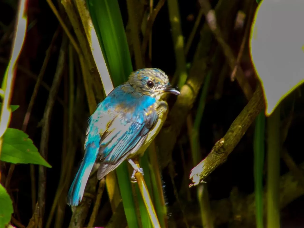 Animals, Other Animals in Blue Ribbon Homestay