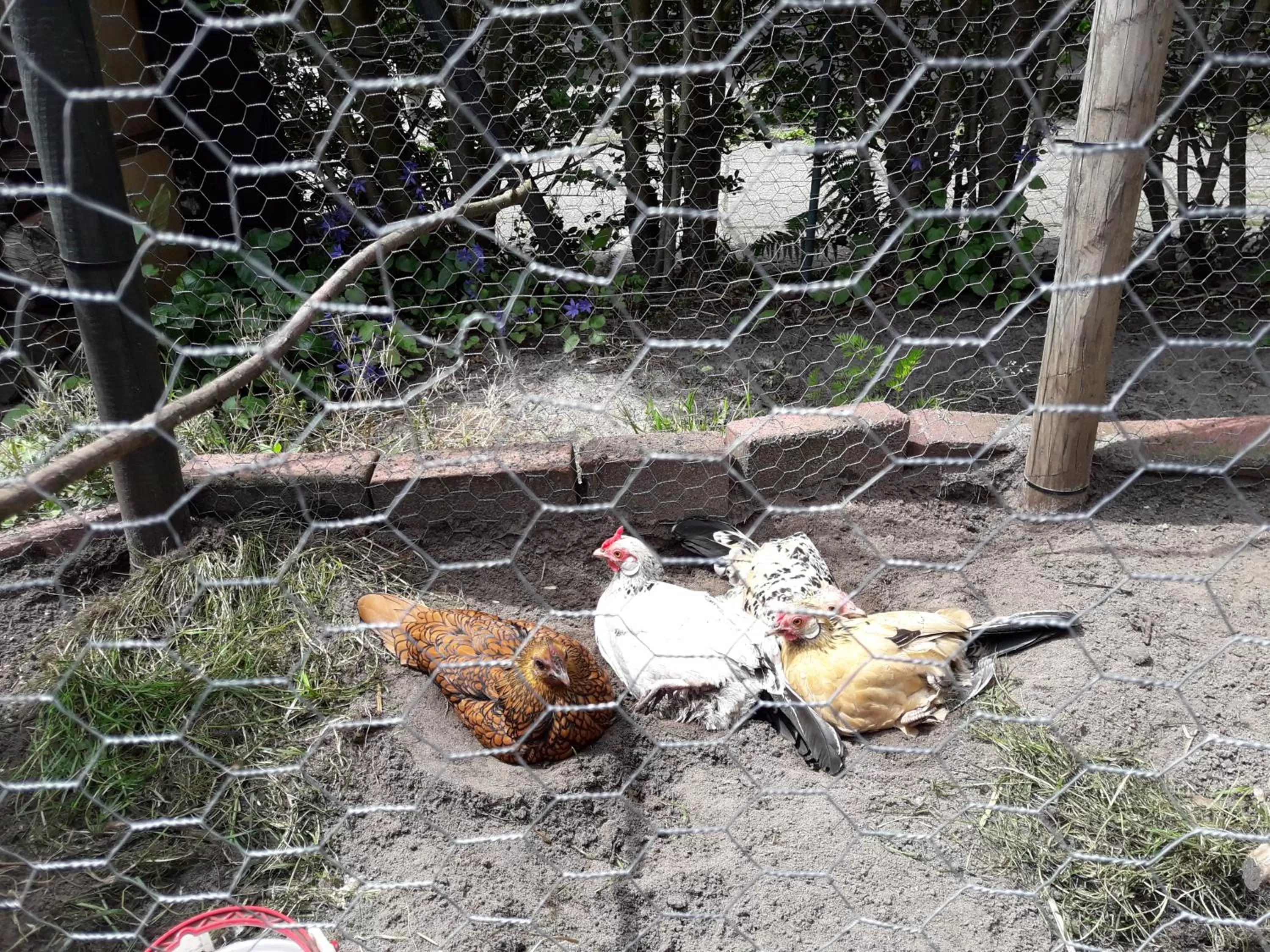 Pets in 't Rond Bargie