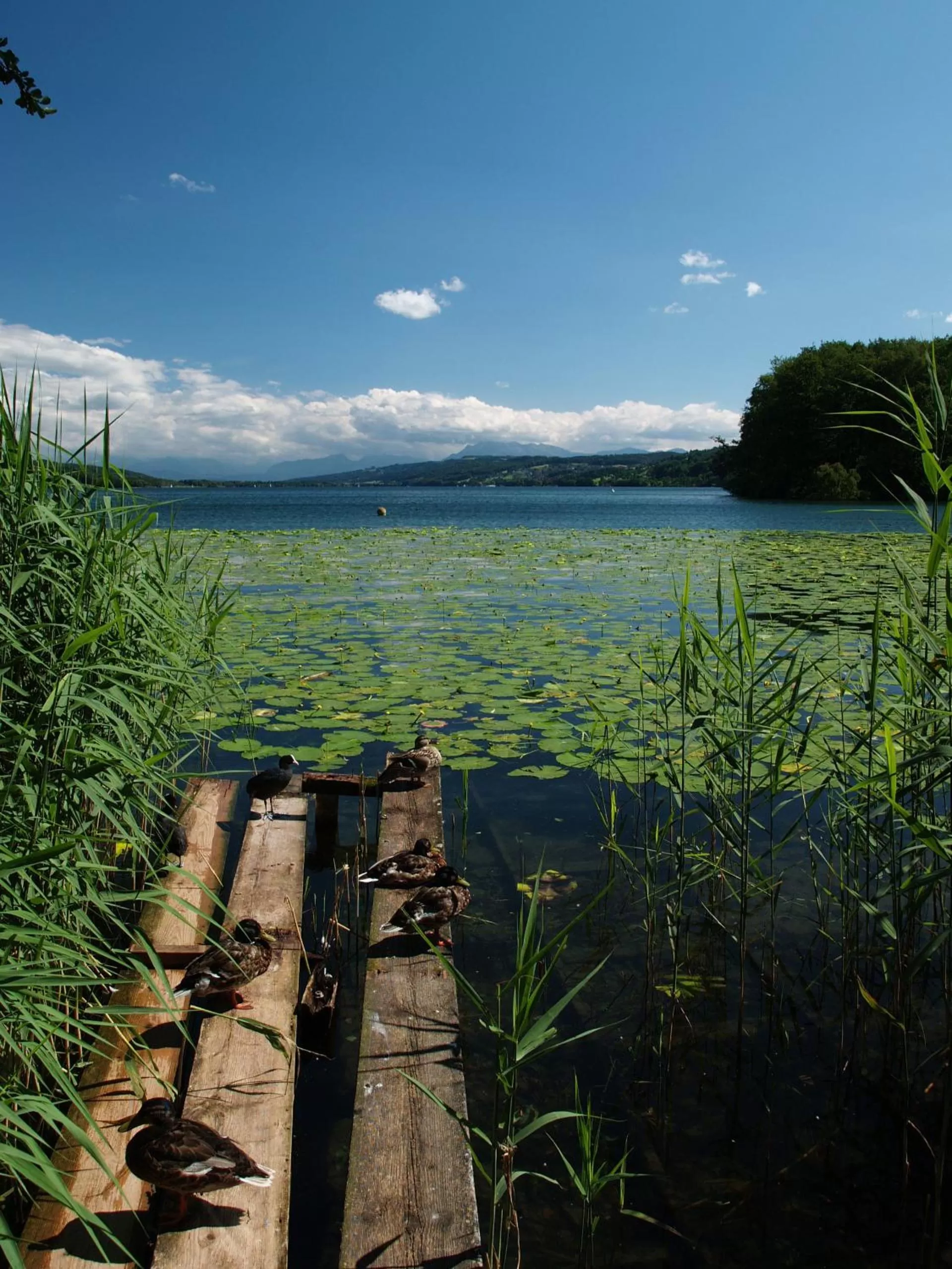 Area and facilities in Seehotel Delphin