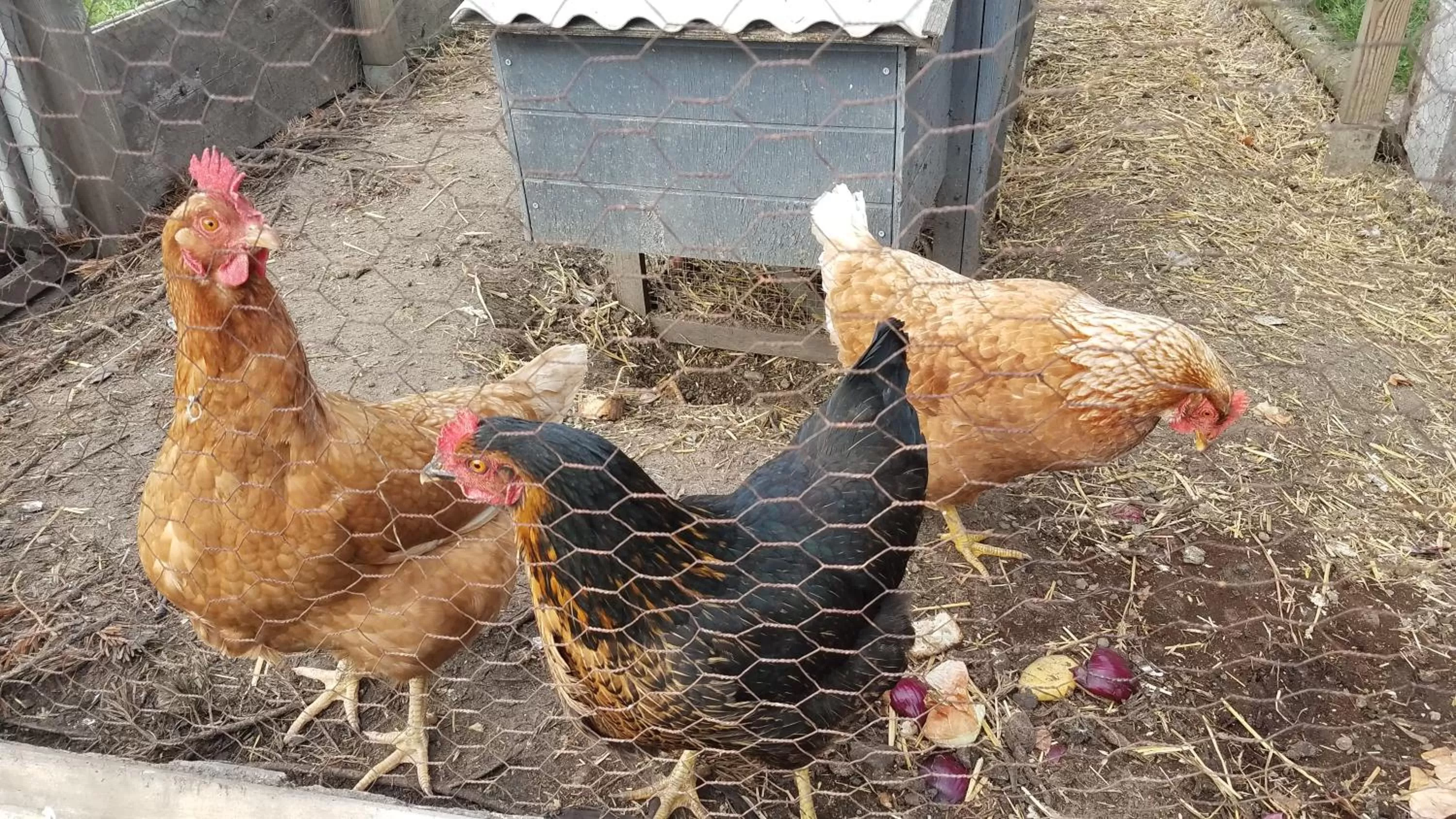 Garden in Château Besson