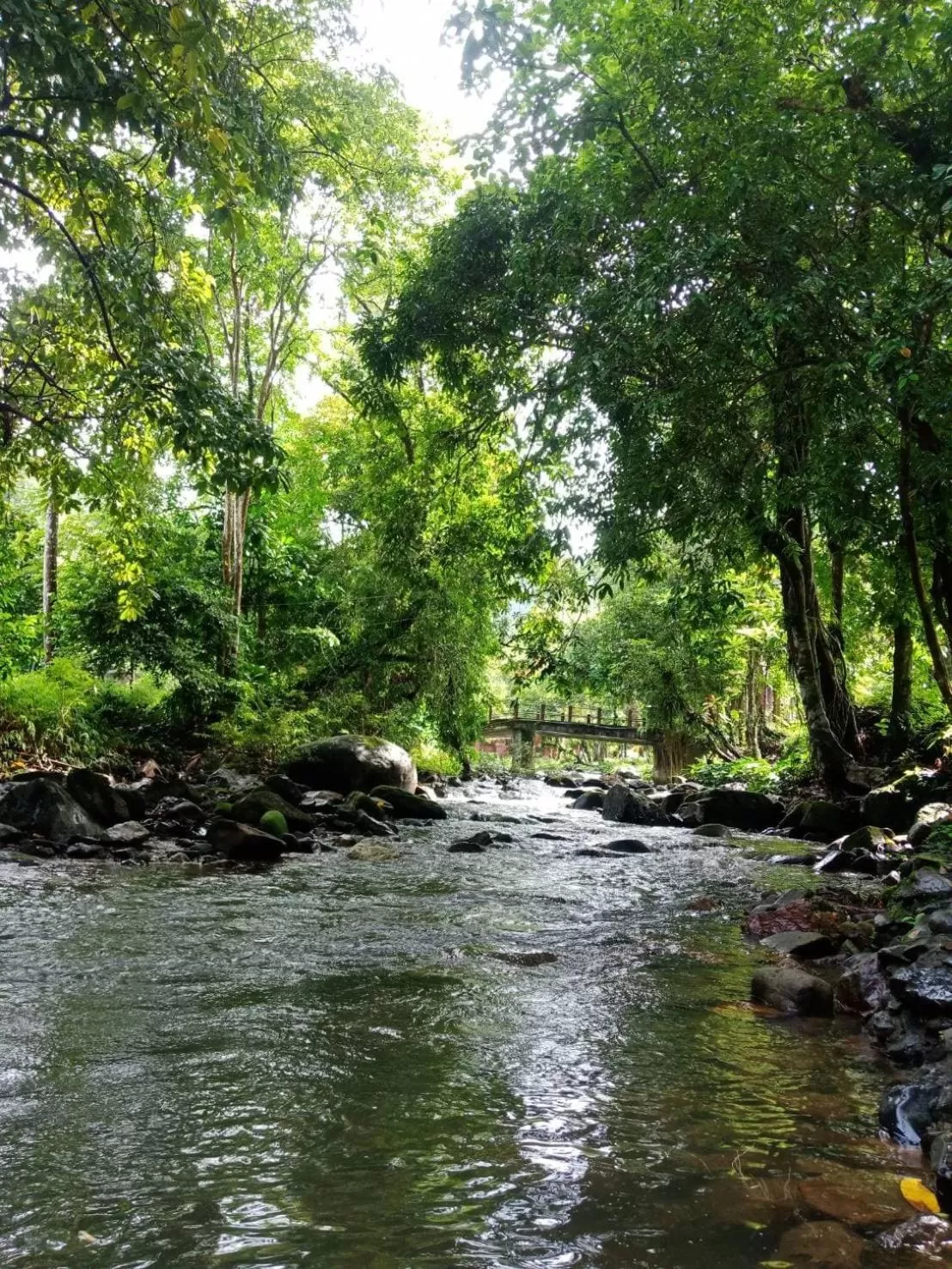 Tree Tops River Huts