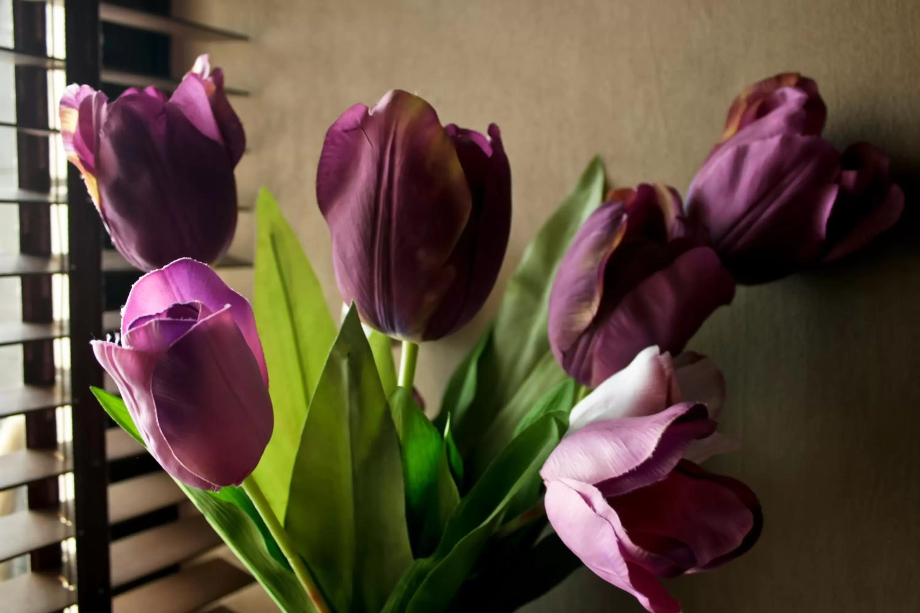 Other Animals in Edi Hotel