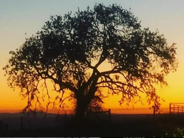 Natural landscape in The Eden House Vineyard