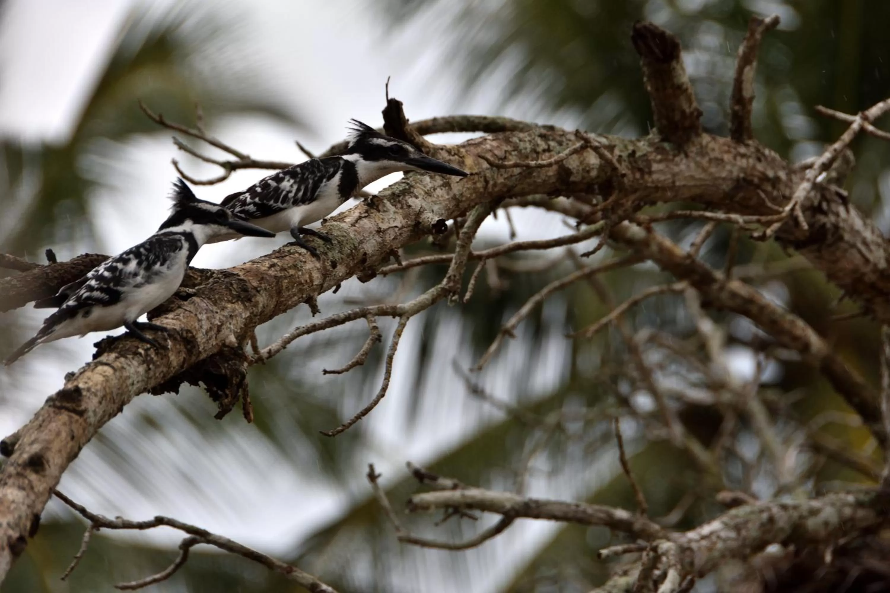 On site, Other Animals in Bahari Pori Resort