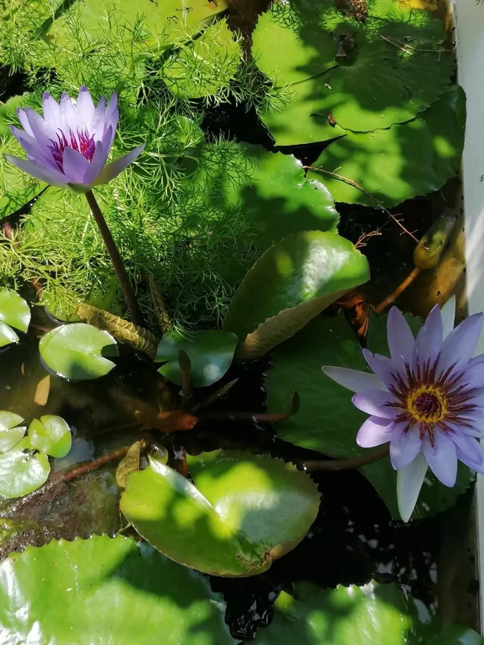 Garden in Casa de Luz