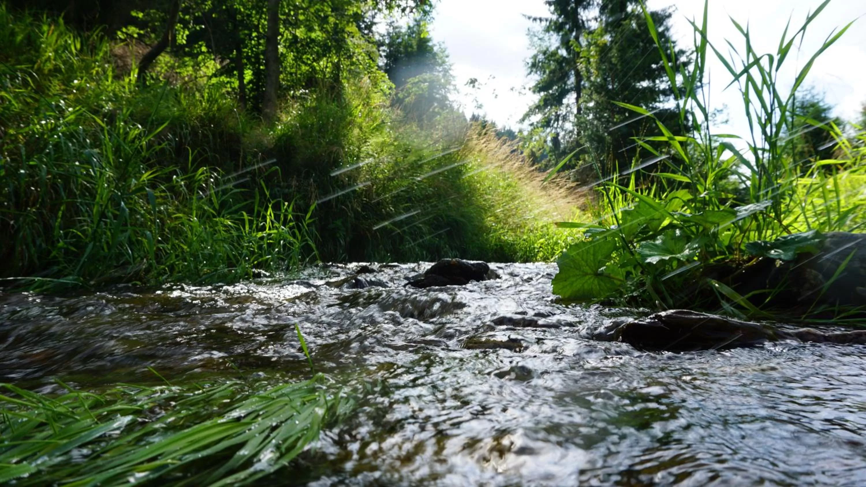 Natural landscape in Hotel Beck