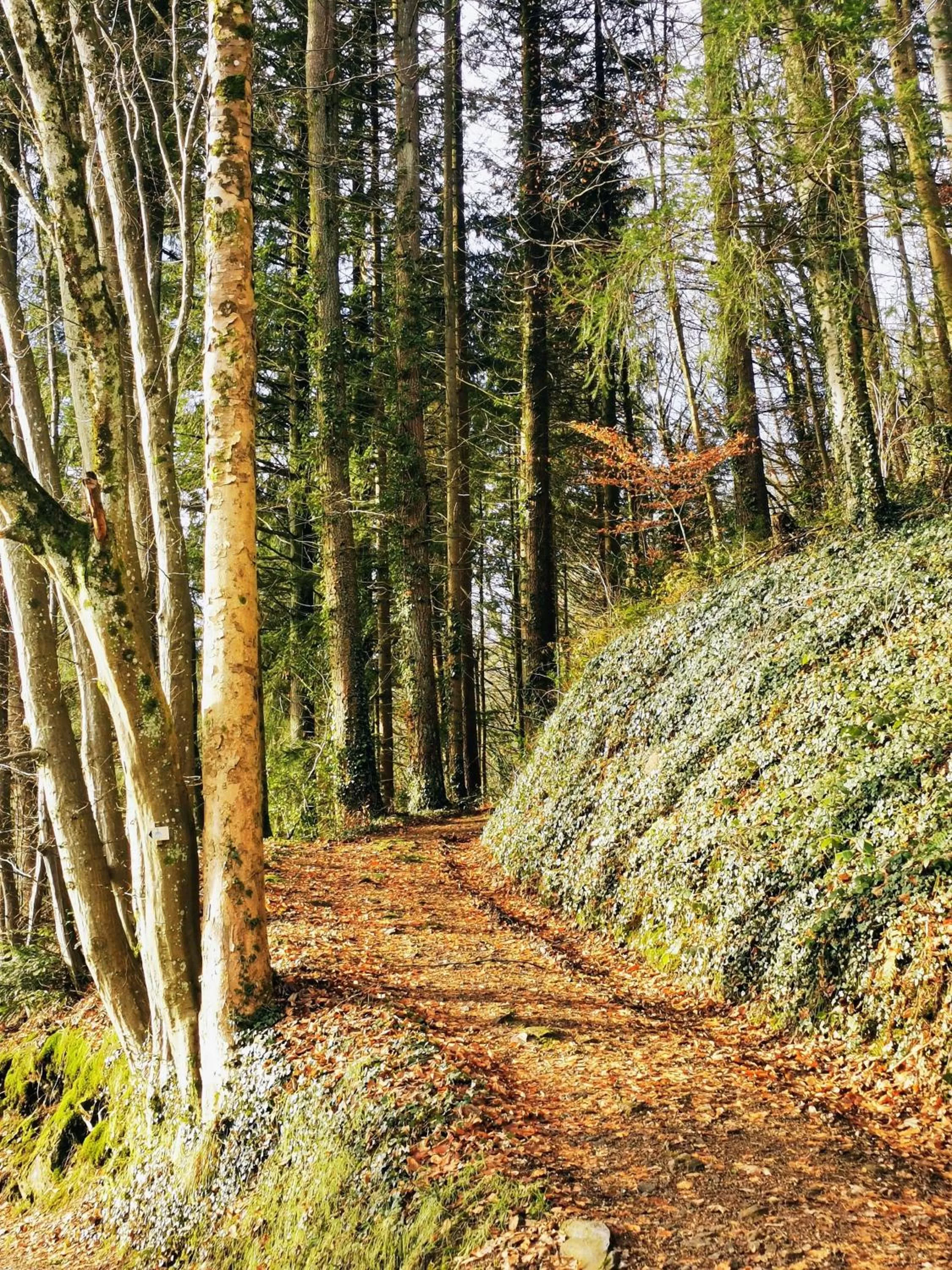 Natural Landscape in Haus Hubertus