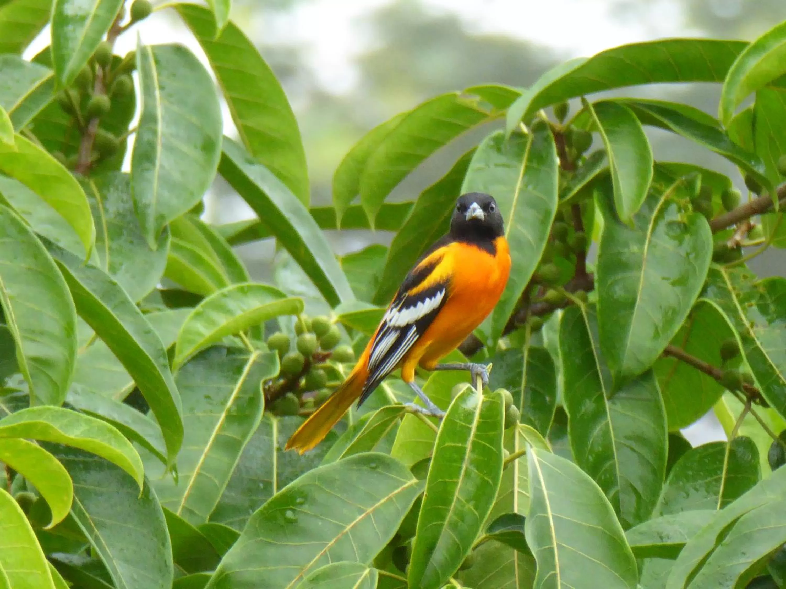 Animals, Other Animals in La Purruja Lodge
