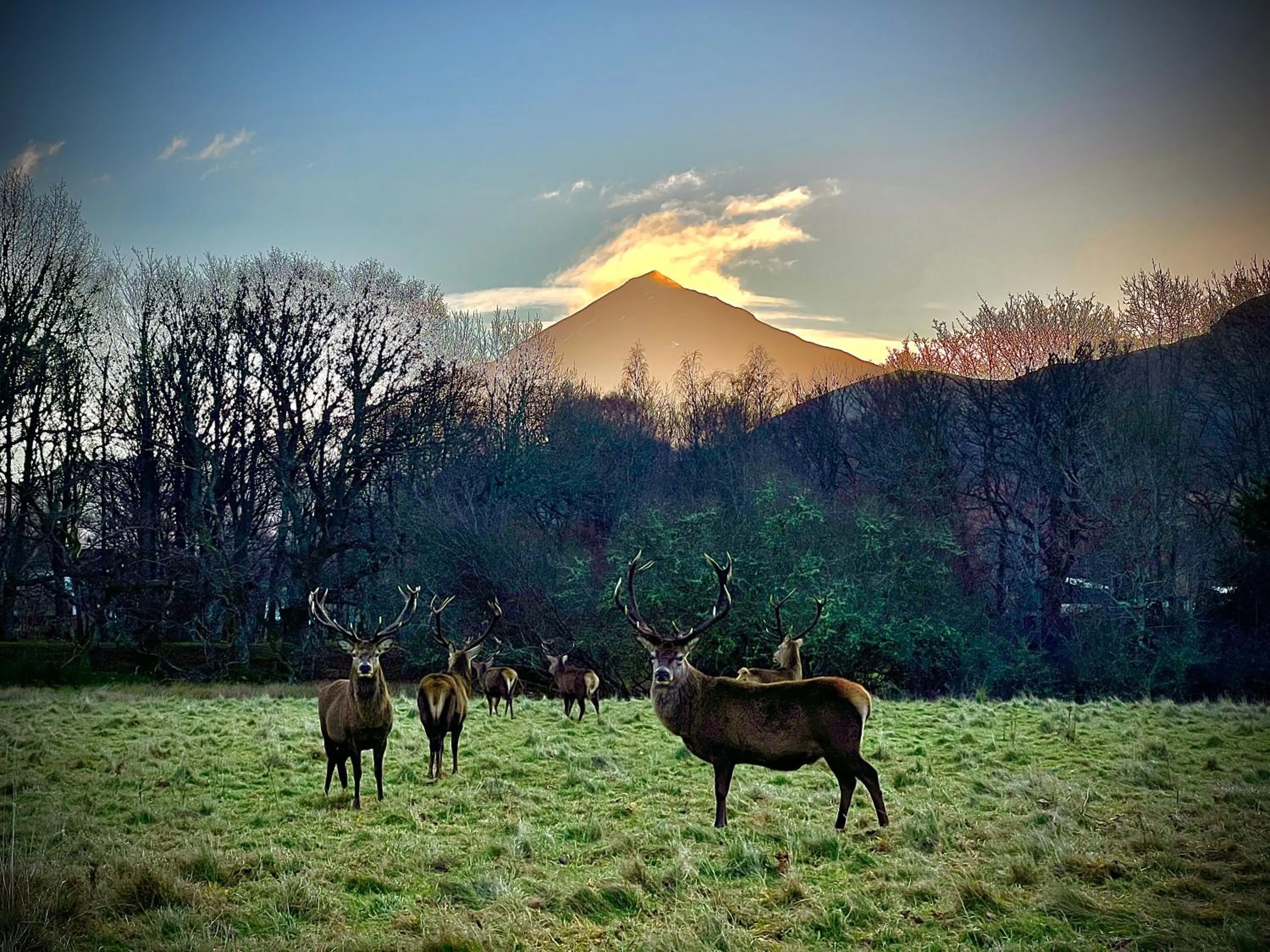 Animals in Loch Rannoch Highland Club