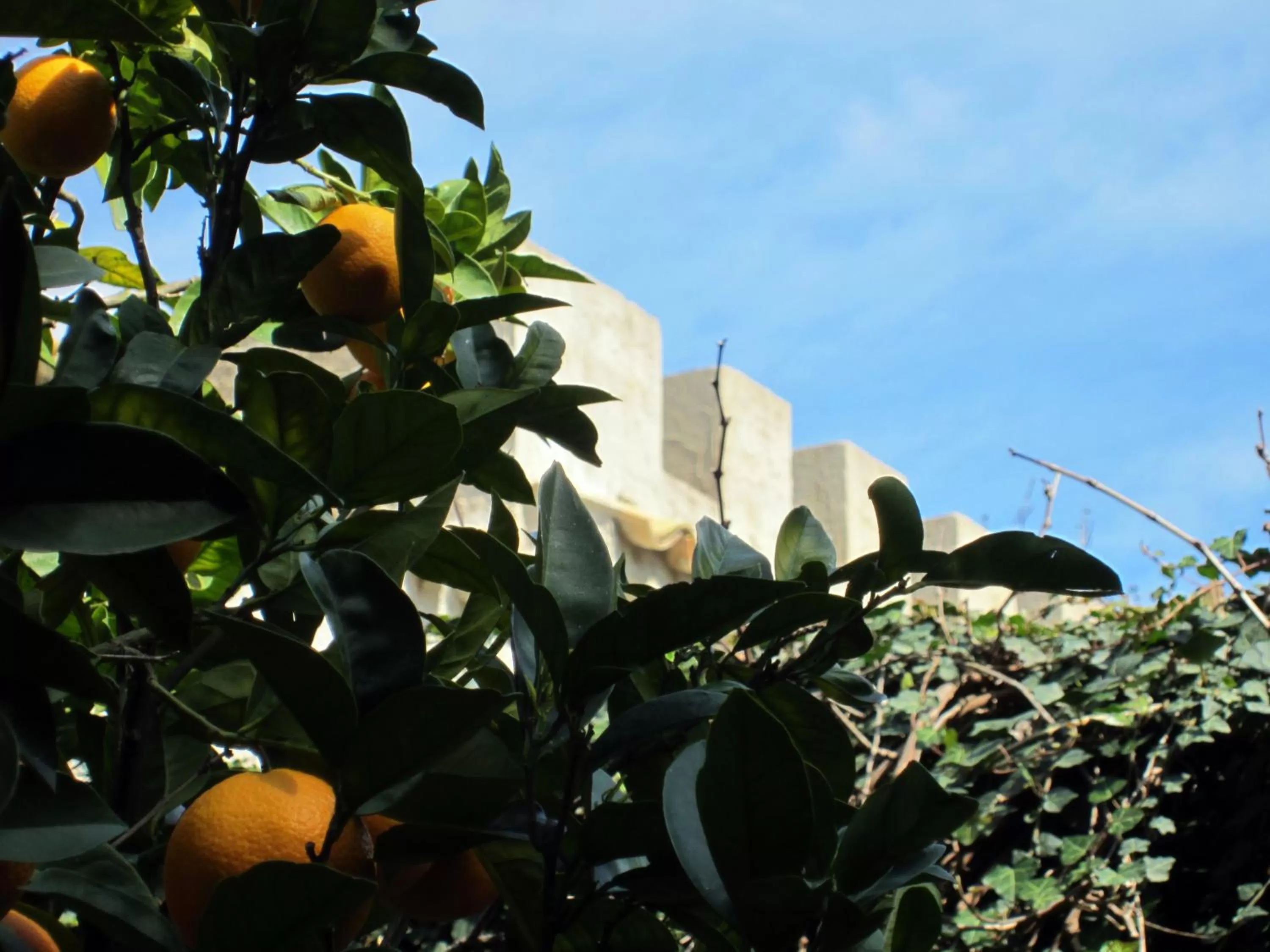 Facade/entrance in Candalù - Villa Giardinata