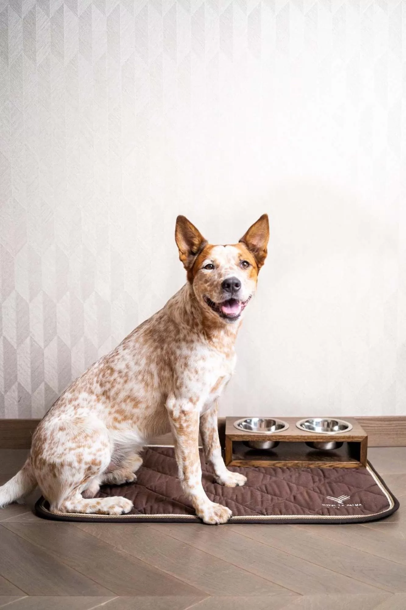 pet friendly in Hotel La Palma