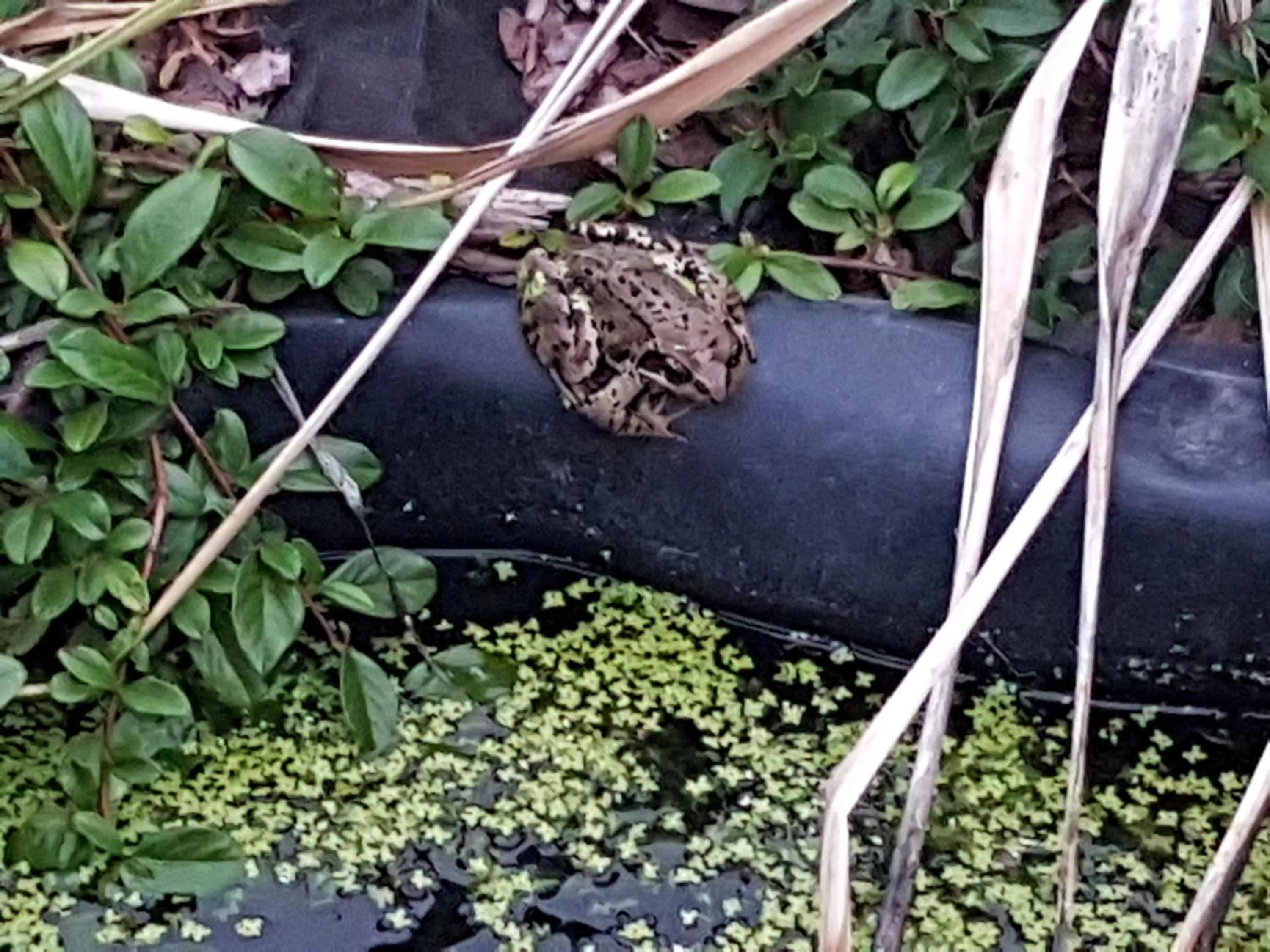 Animals, Other Animals in Noclegi Biała Róża