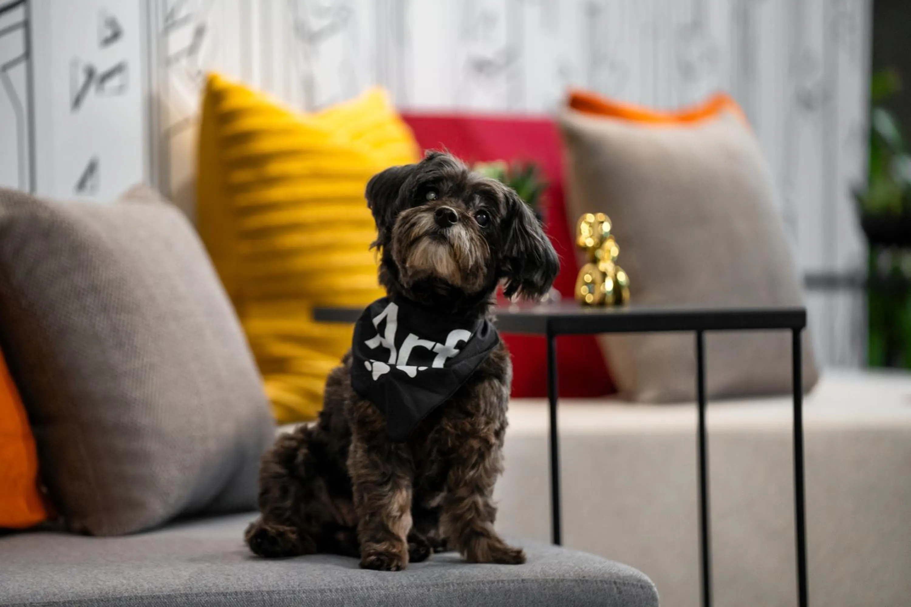 Pets in Aloft New York Chelsea