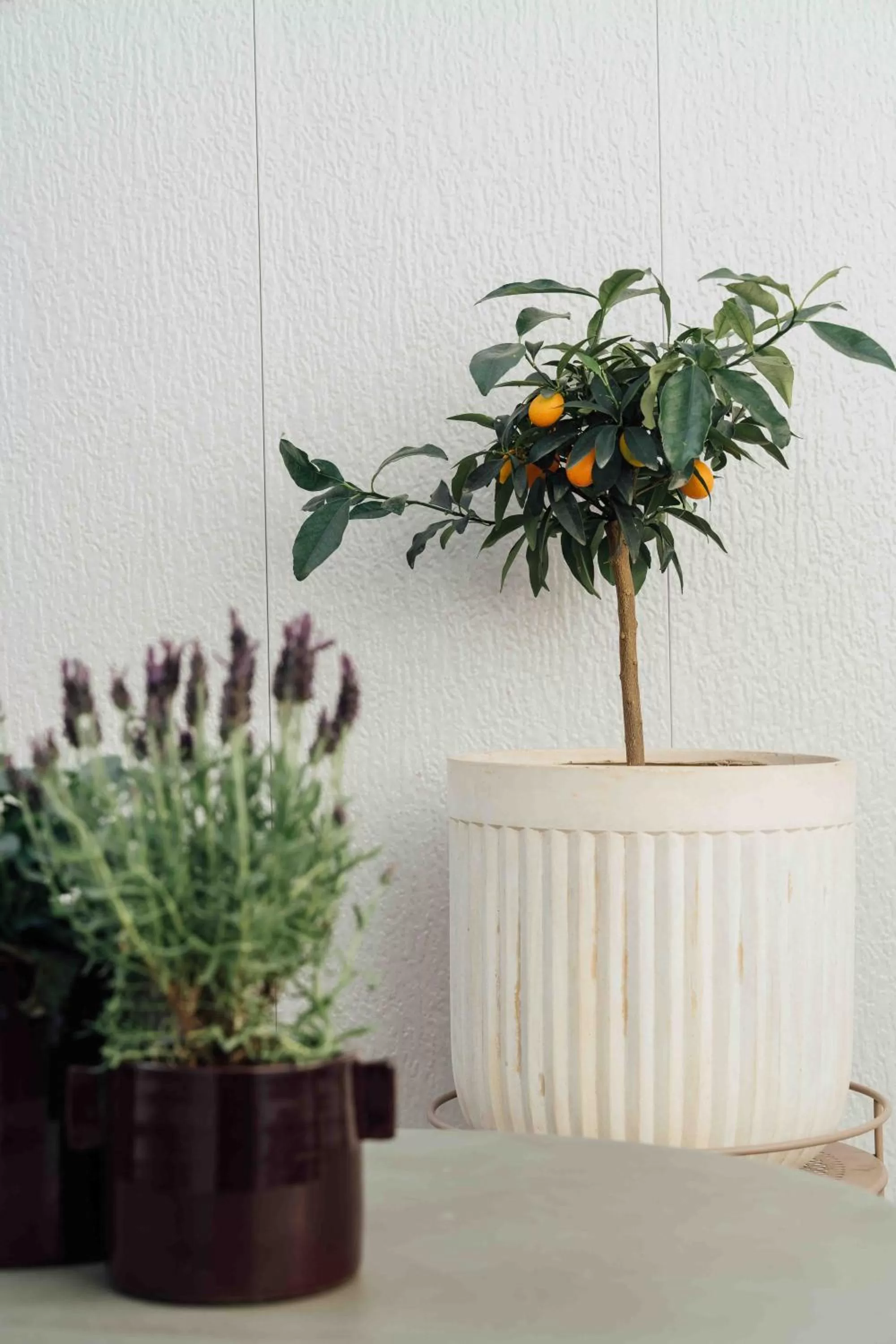 Patio in Clemonte Hotel - Your Reception-less Boutique Hideaway