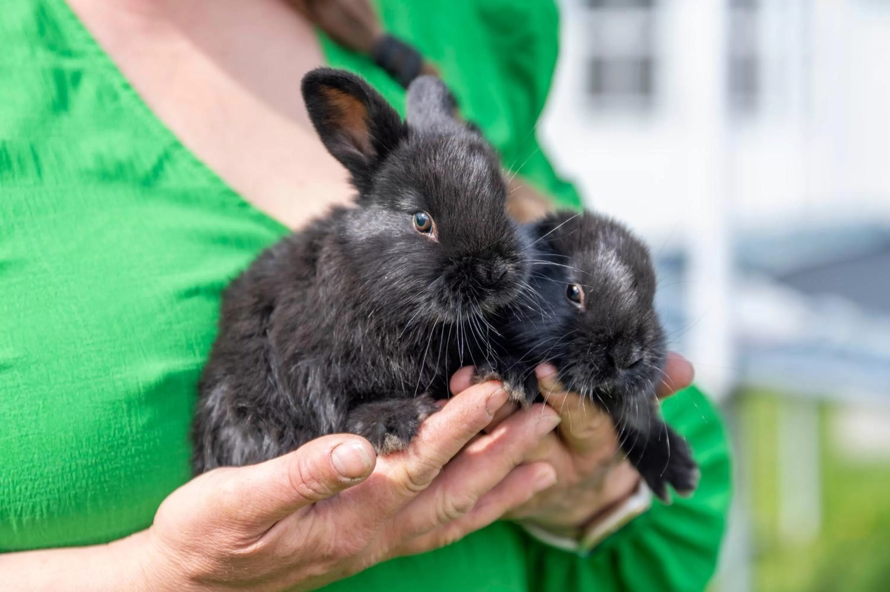Pets in Skortskær Bondegårdsferie