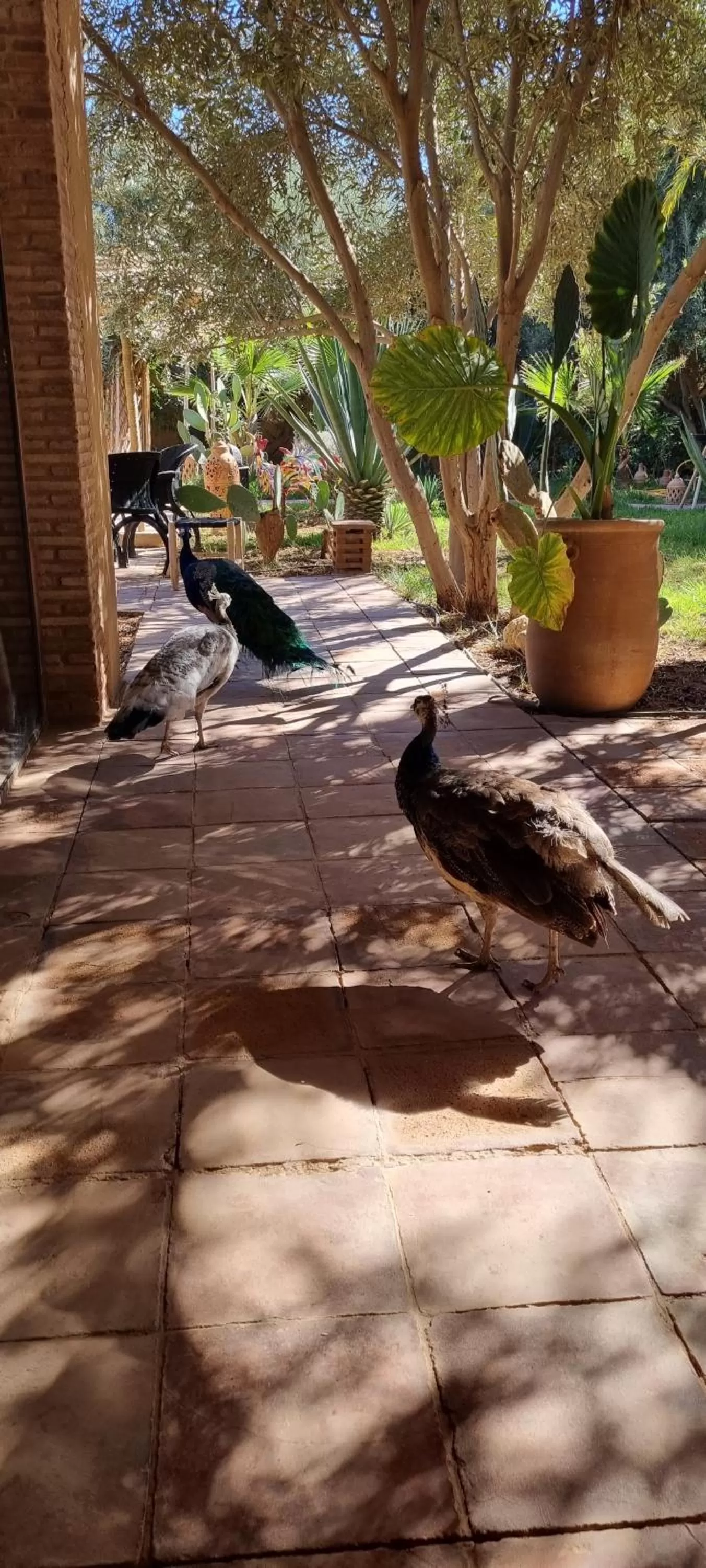 Other Animals in Les Trois Paons