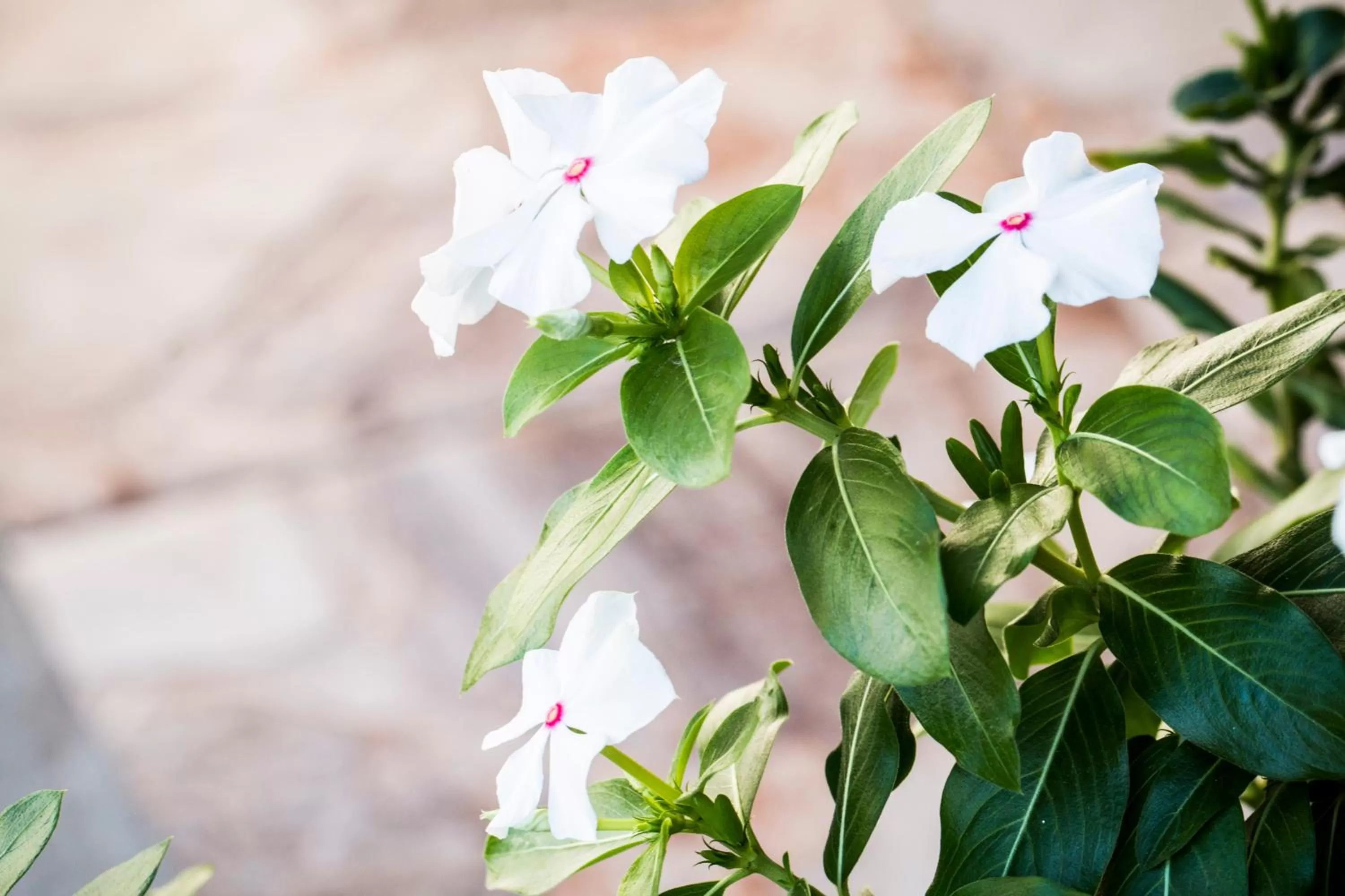 Garden in Pousada Flor Dália
