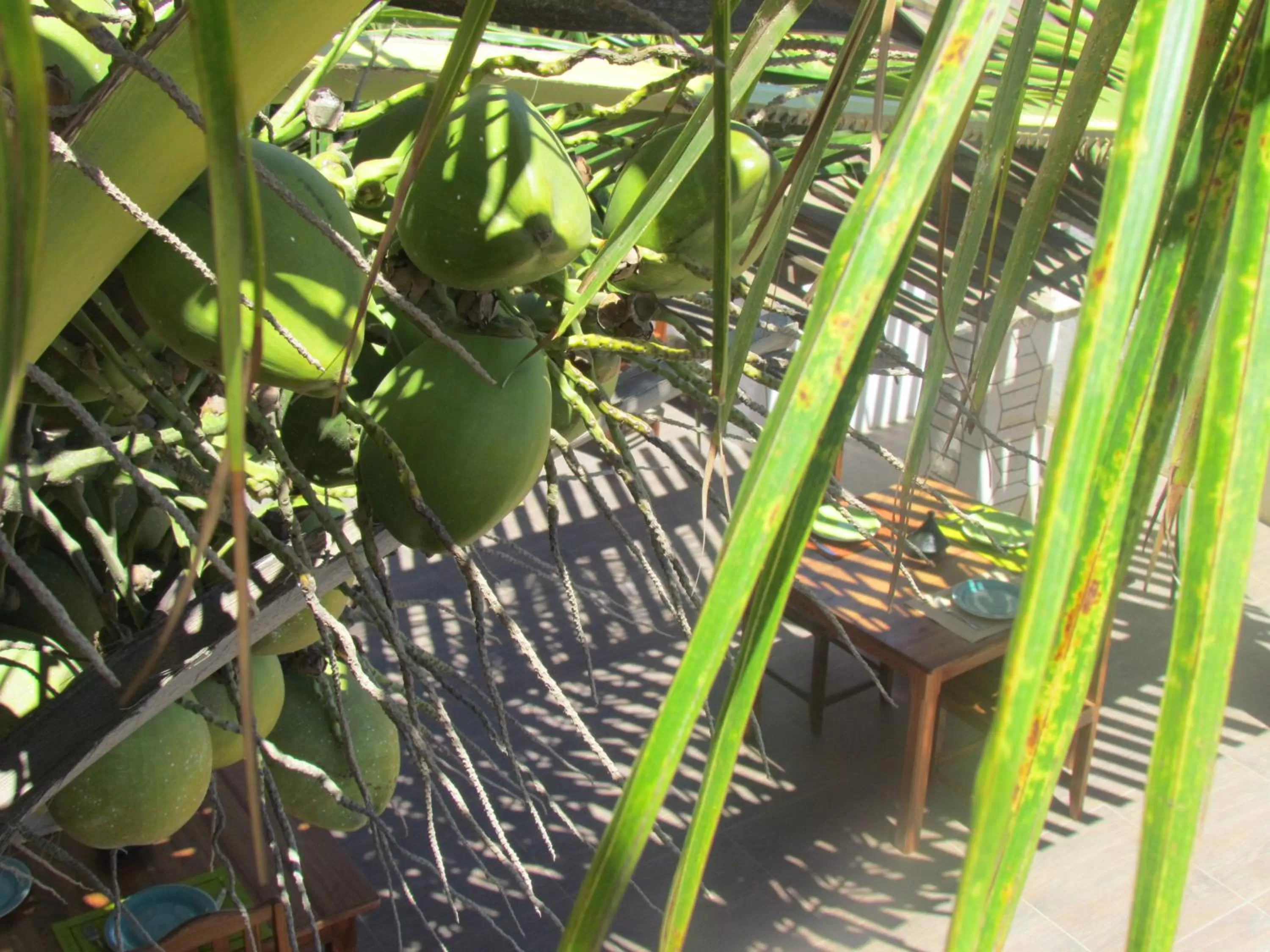 Patio, Other Animals in Bohobé Naboty