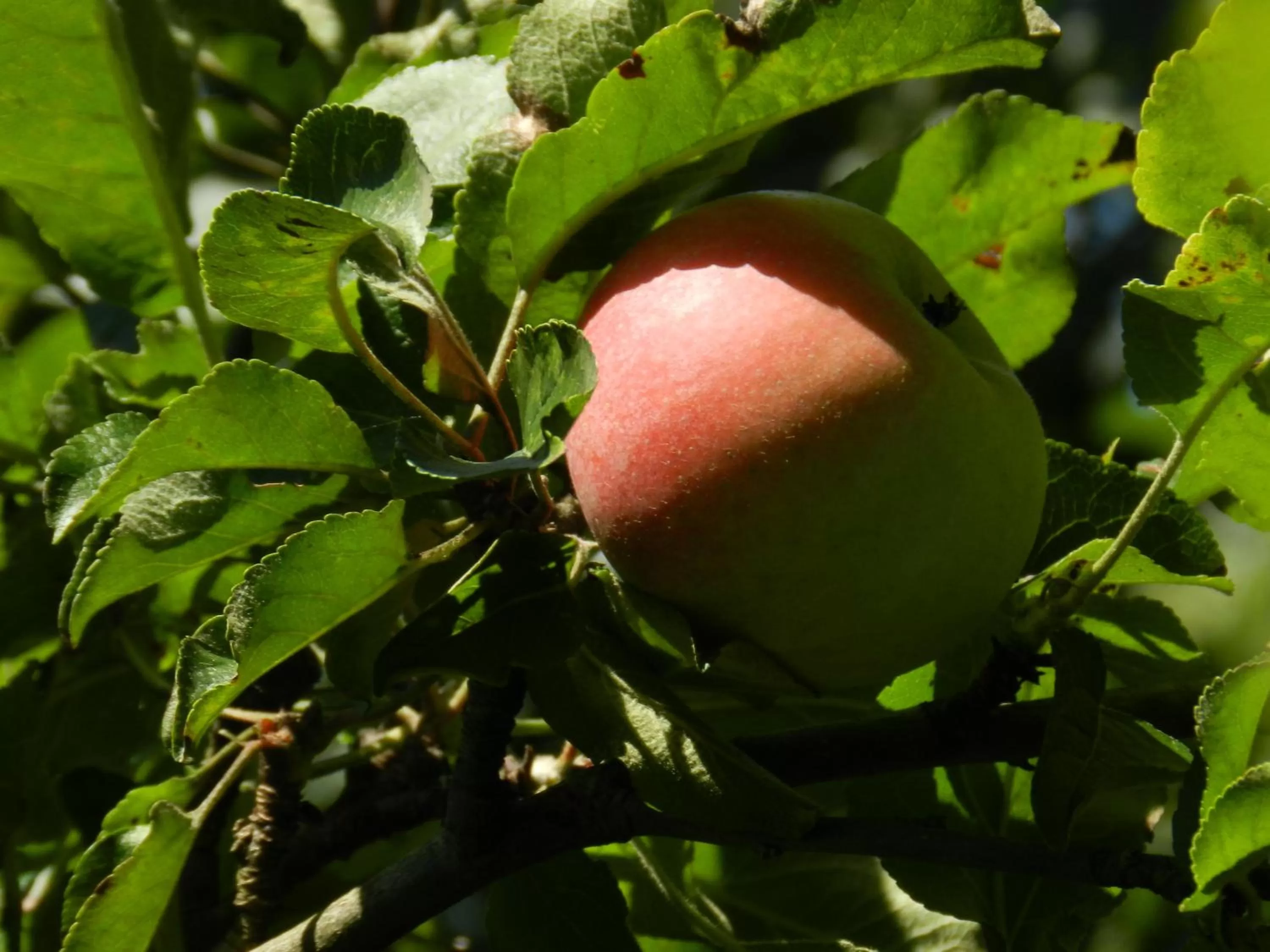Facade/entrance, Other Animals in Blue Wall BnB