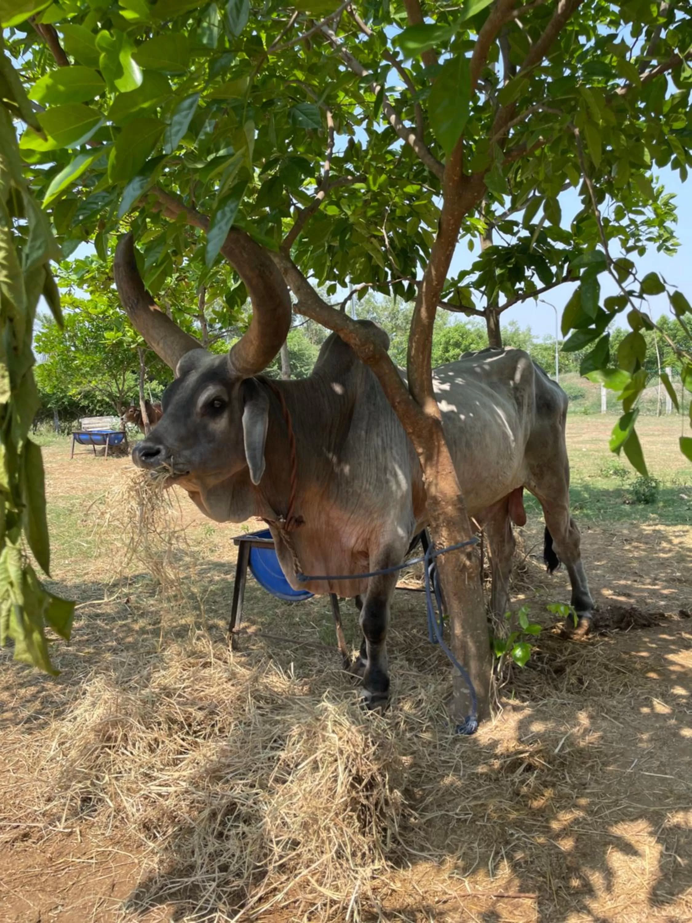 Marutham Village Resort