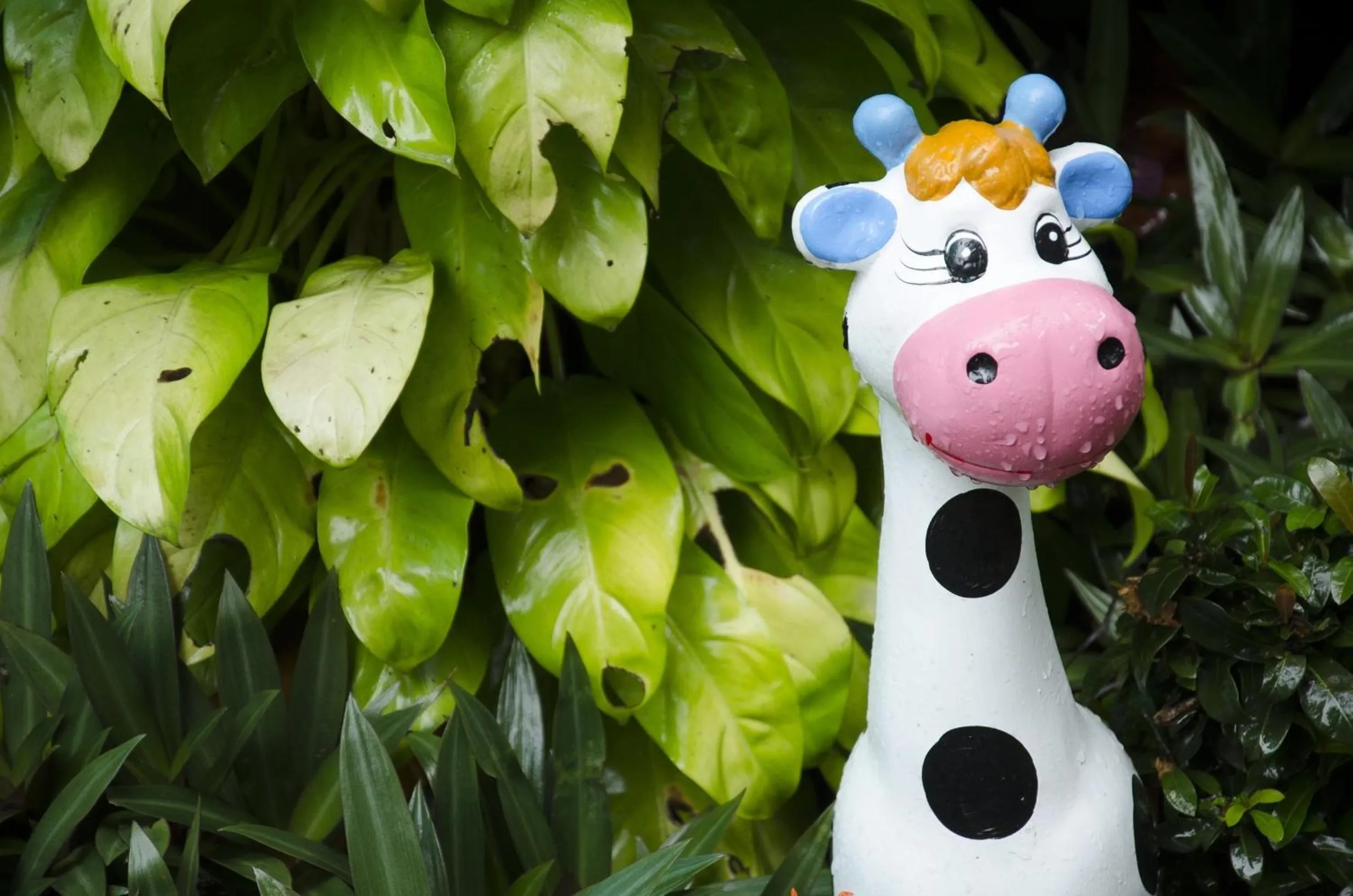 Natural landscape in The Sylvana Pai