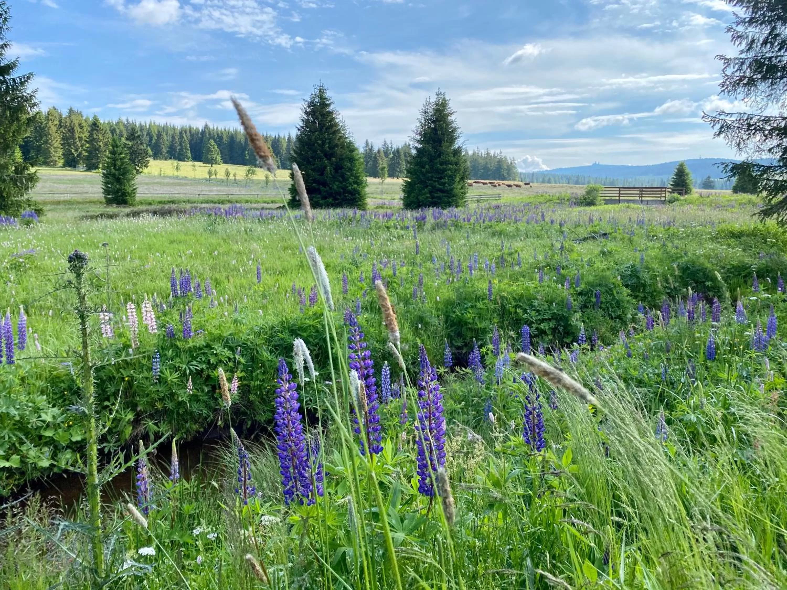 Natural landscape in Vila Jáchymov