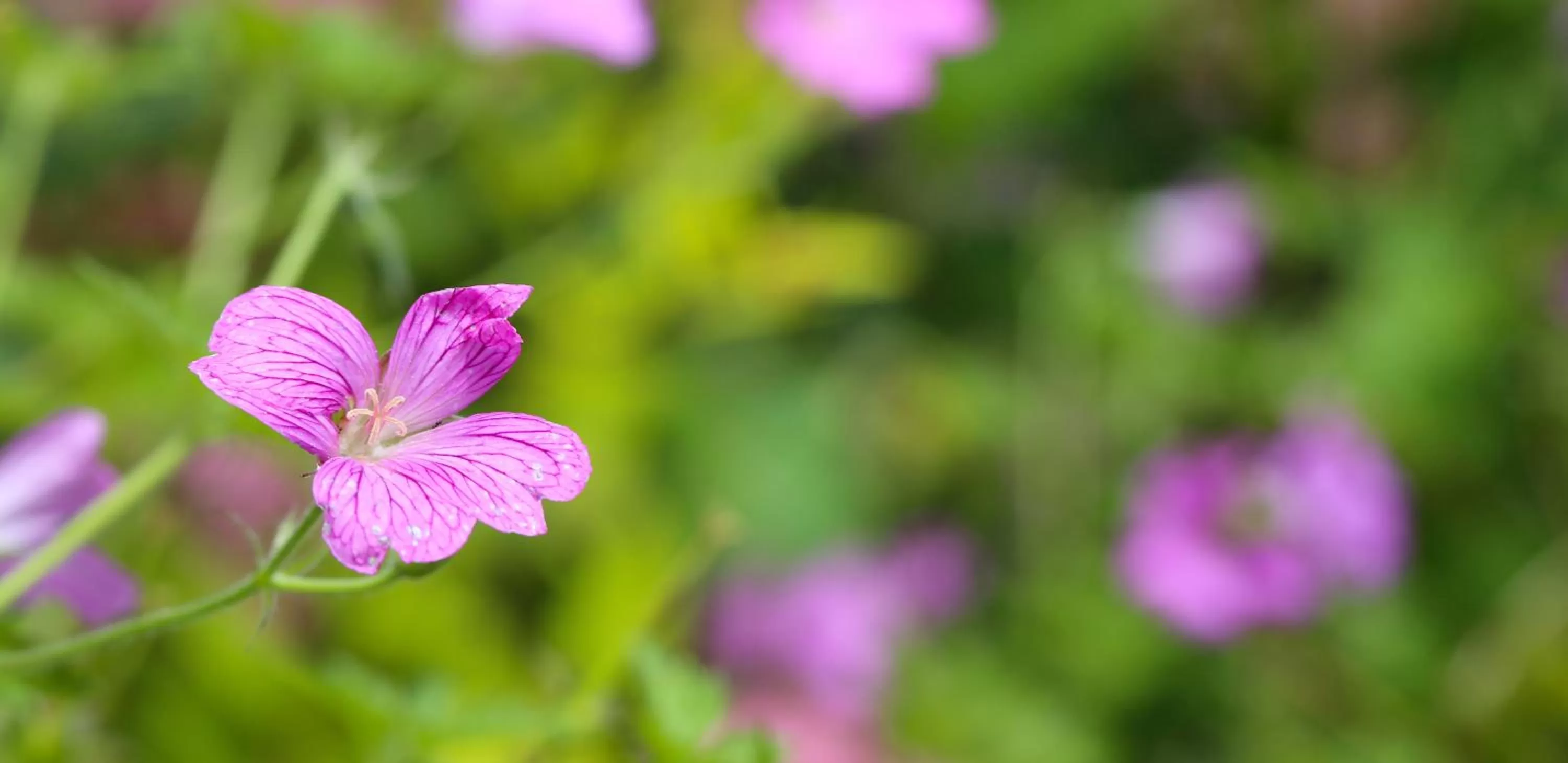 Day in Stratton House Hotel & Spa