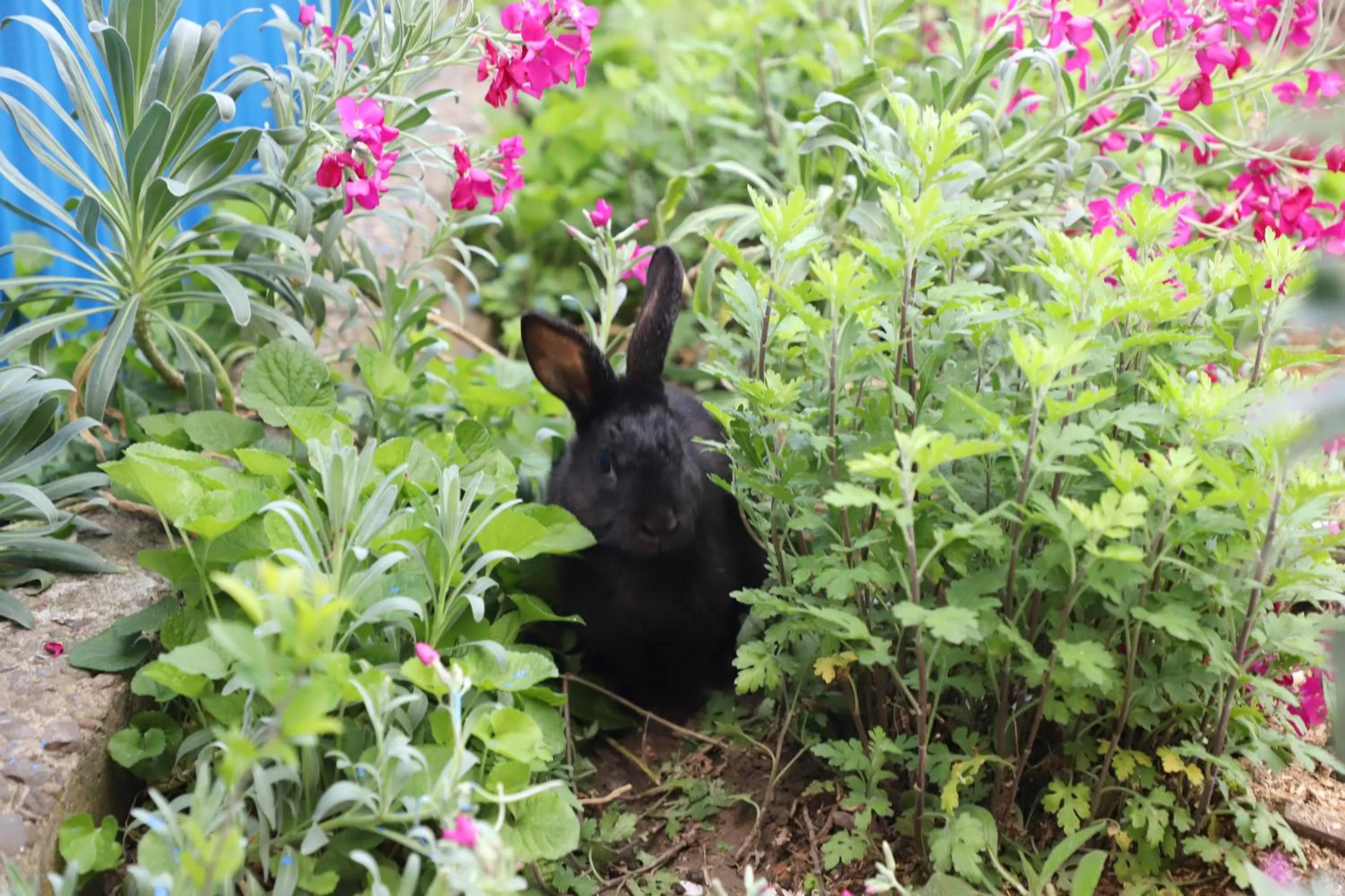 Day, Other Animals in Hotel Hollywood