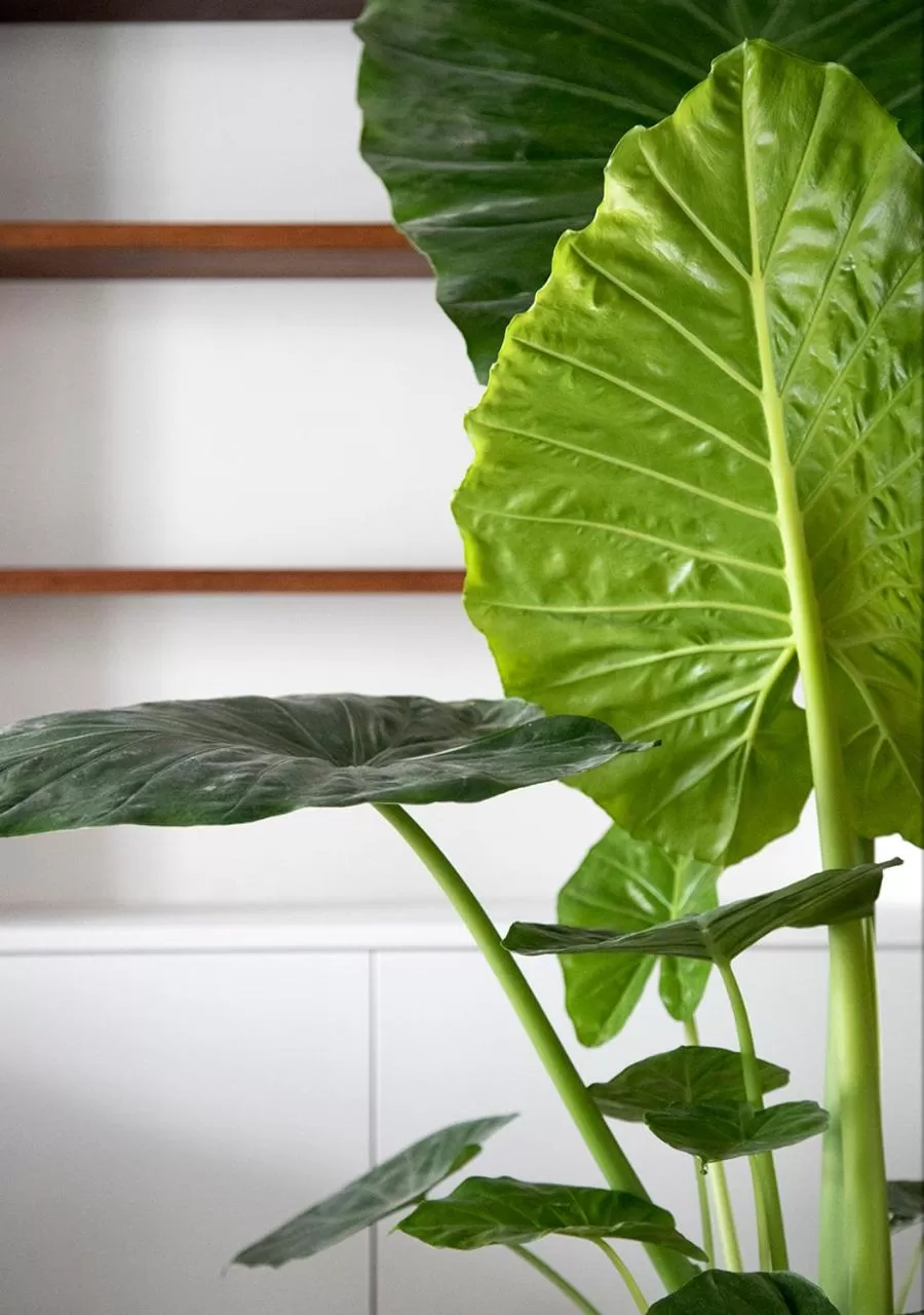 Decorative detail in The Greenhouse