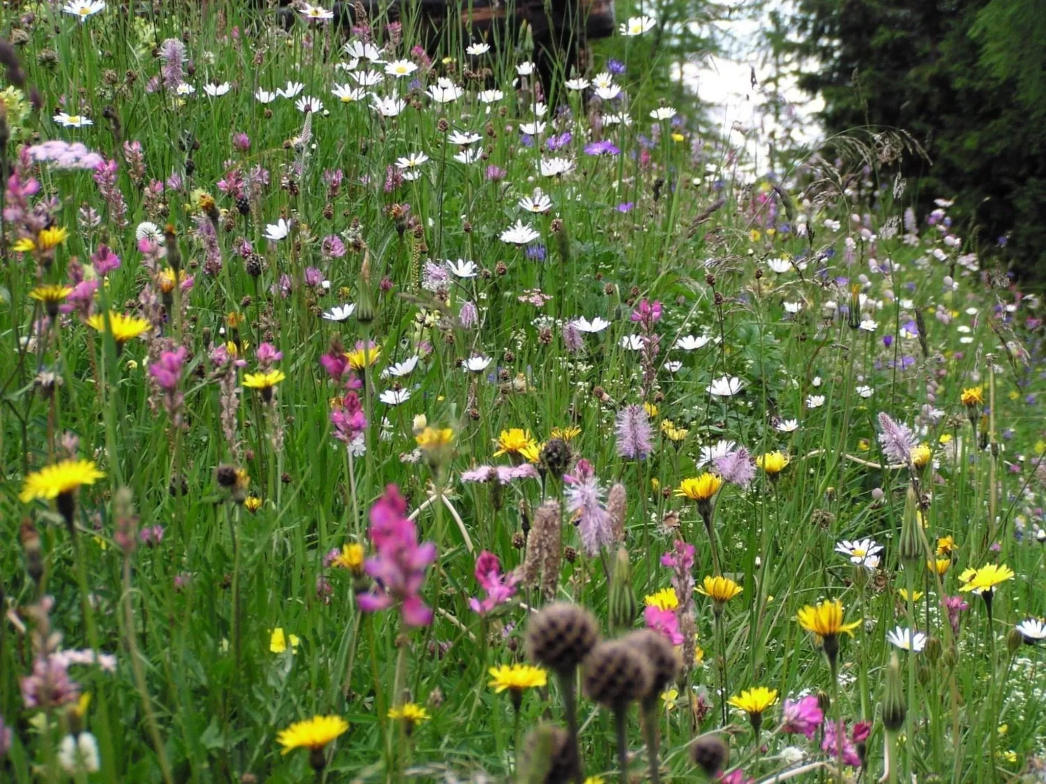 Hiking, Garden in Alpengasthof Norbertshöhe Superior