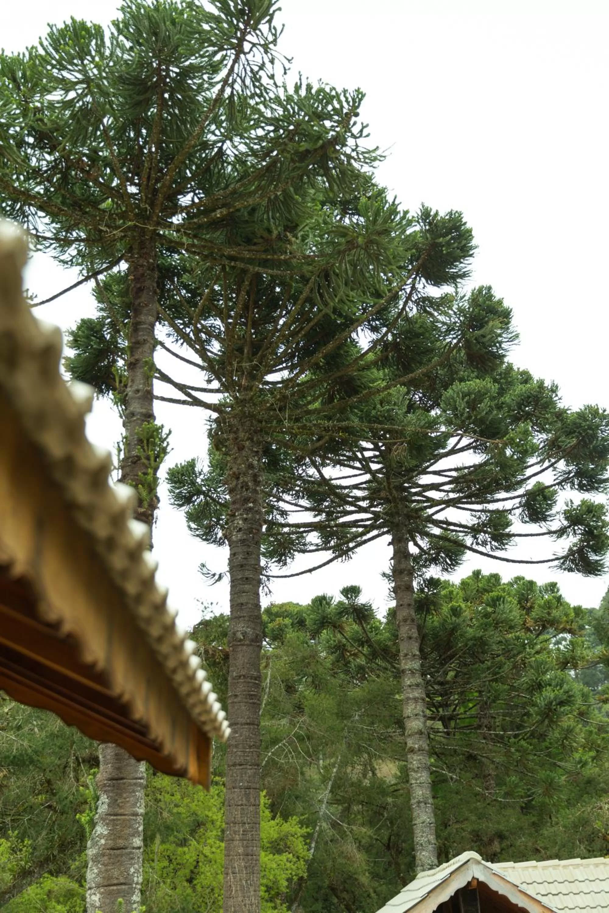 Garden in Pousada Dona Bendita