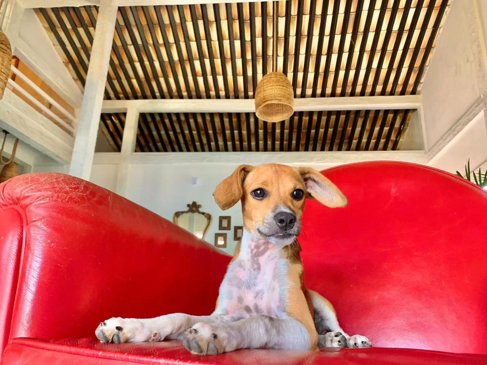 Pets in Pousada Manaaki