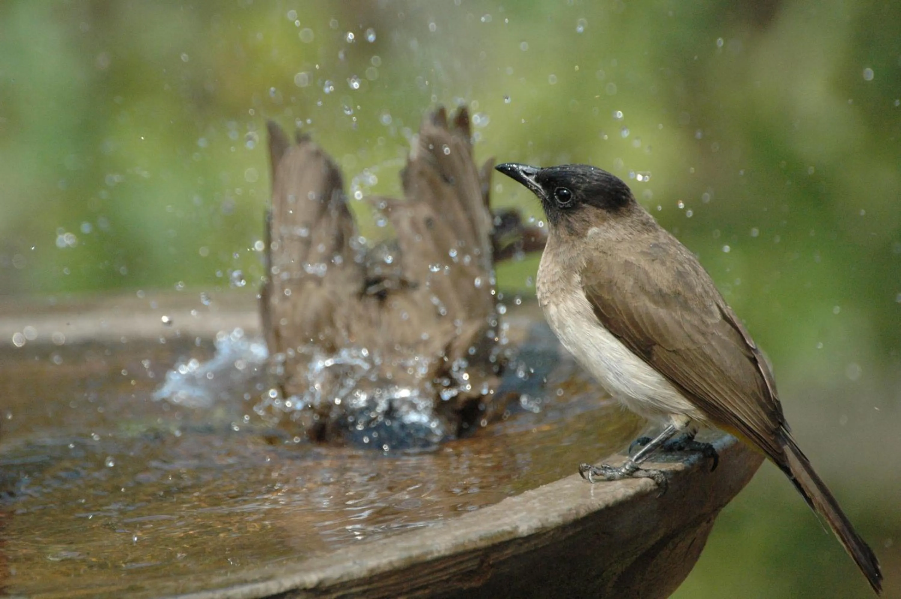 Garden in Cherry Tree Cottage B&B Linden