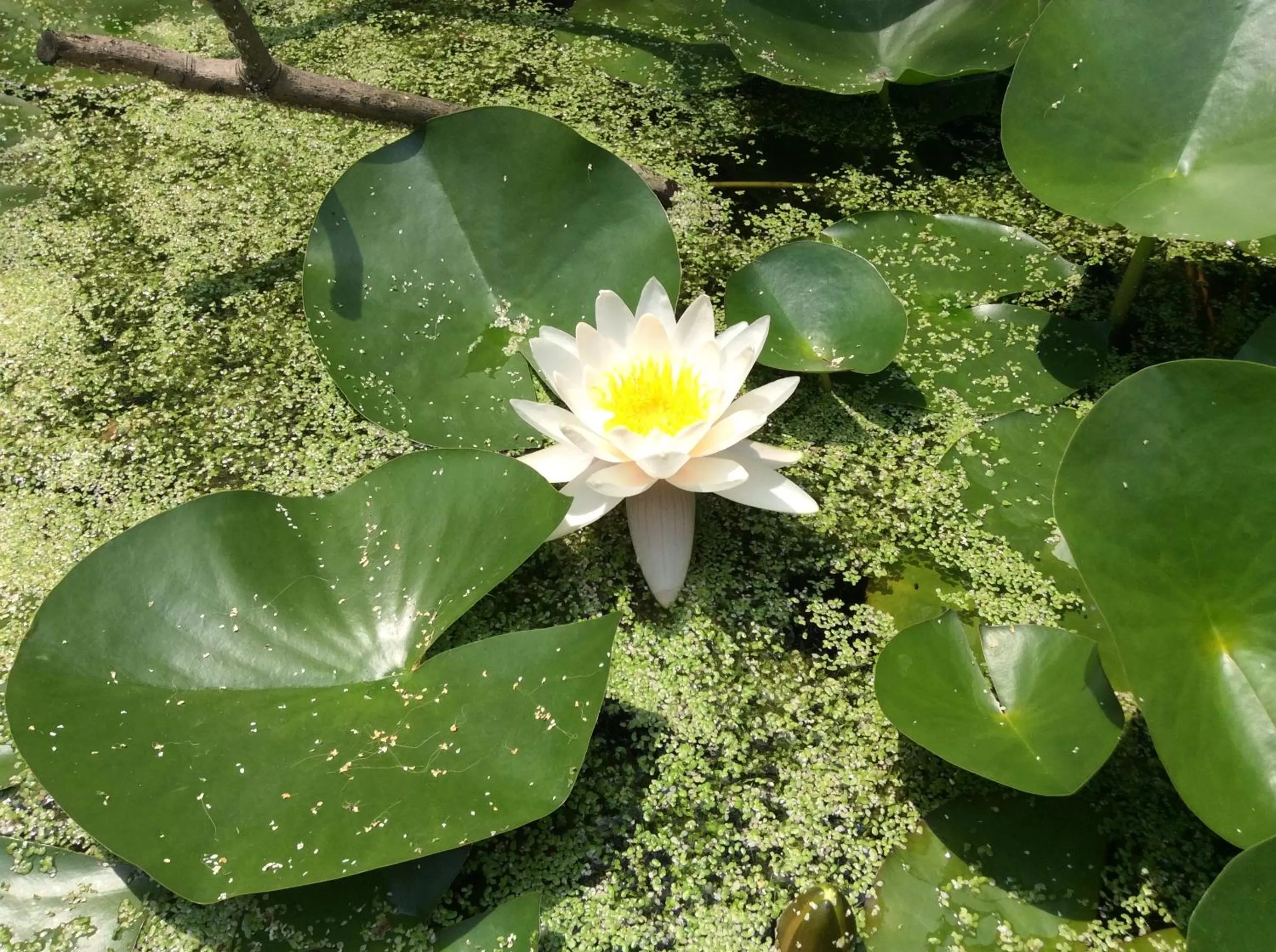 Spring in B&B Desenzano Paradise