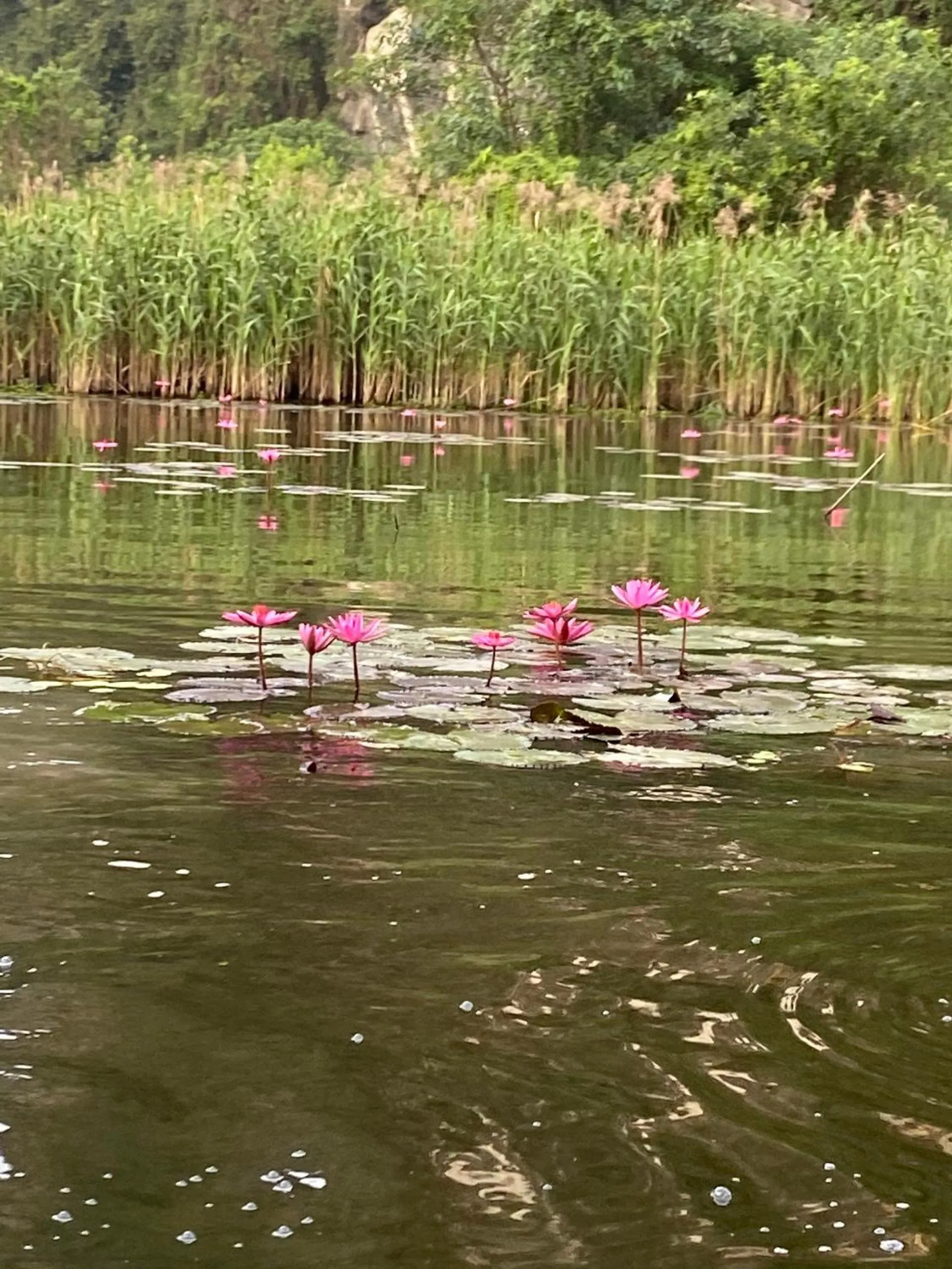 Tam Coc Mountain View Homestay