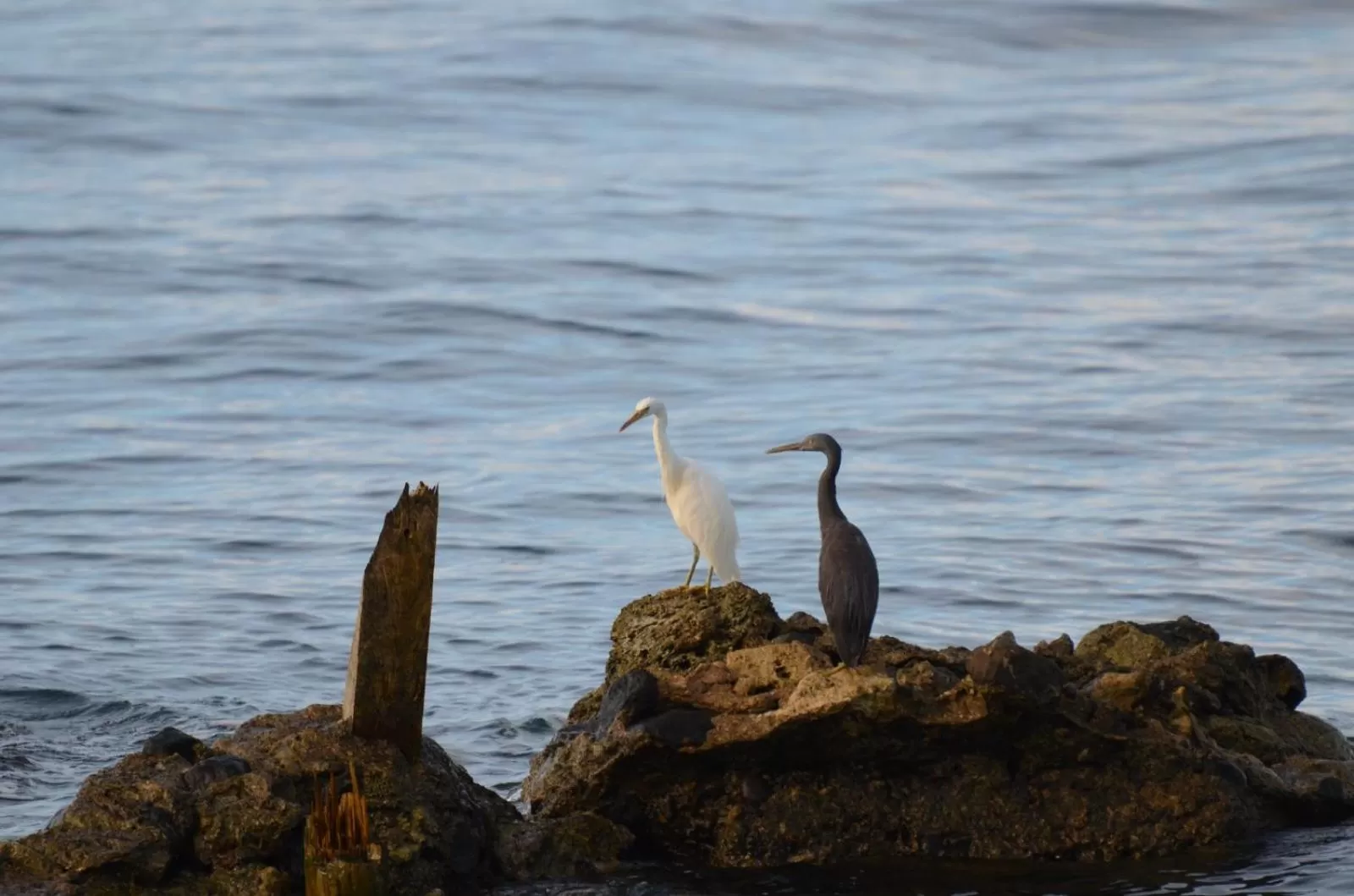 Natural landscape in Paseo Del Mar Seaside Inn