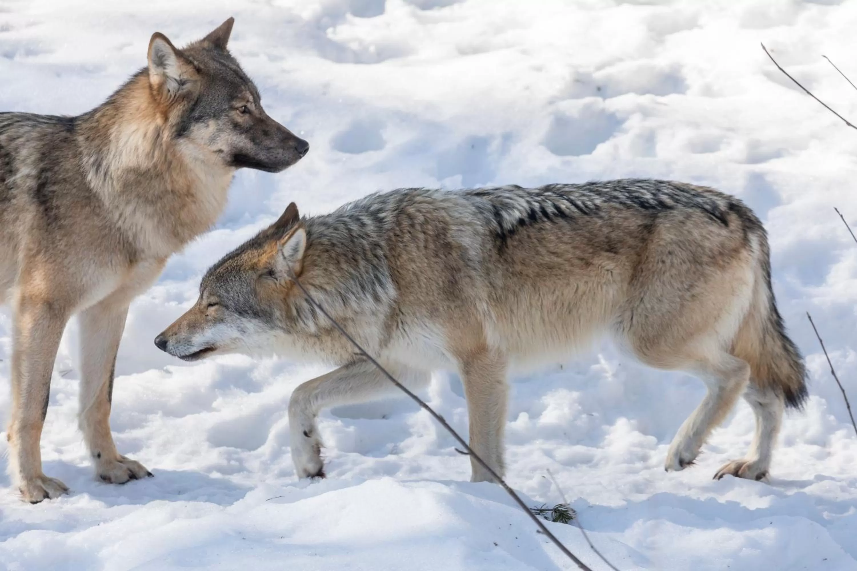 Activities in Ranua Resort Arctic Igloos