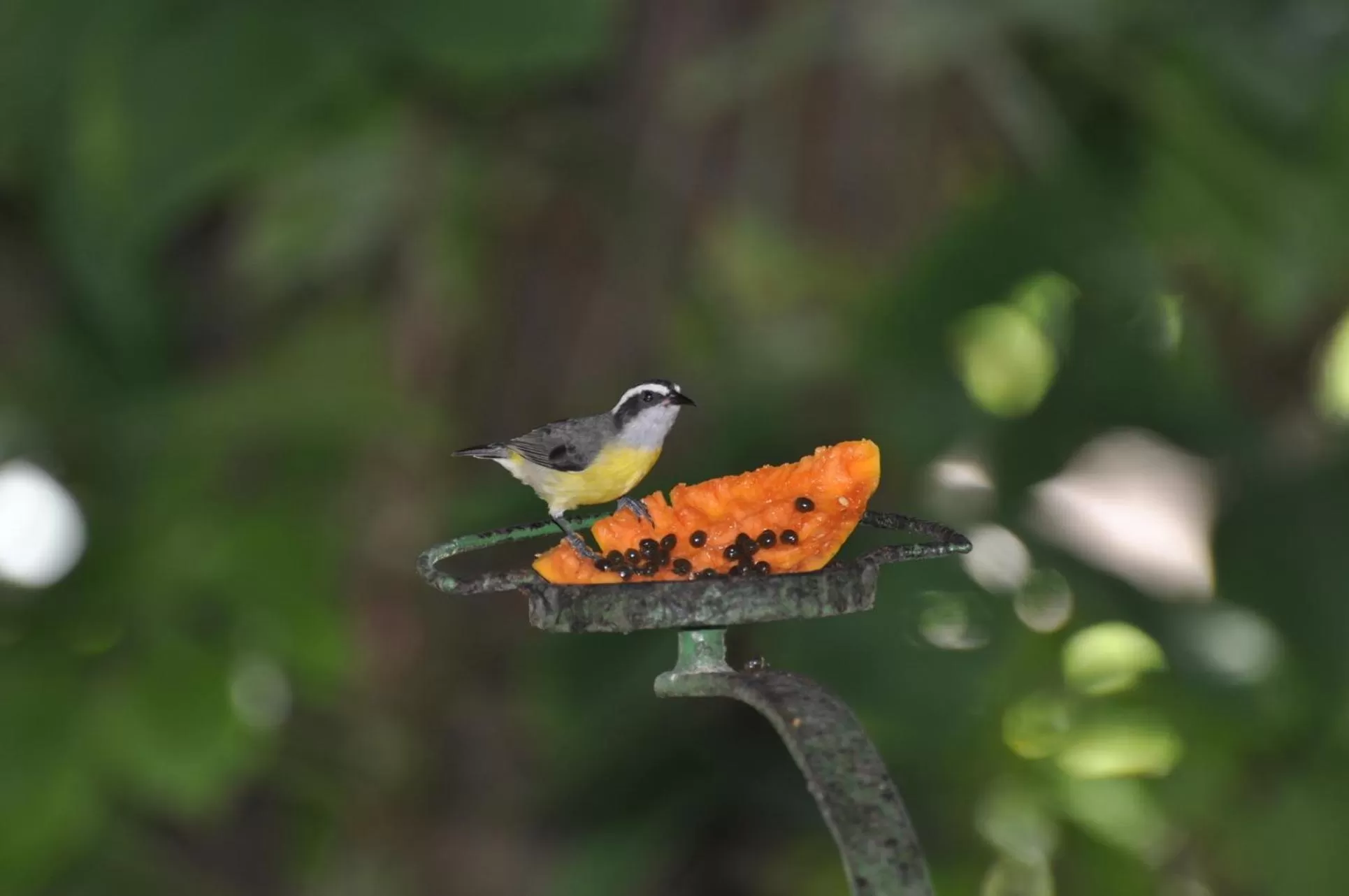 Animals, Other Animals in Hotel 7 Colinas