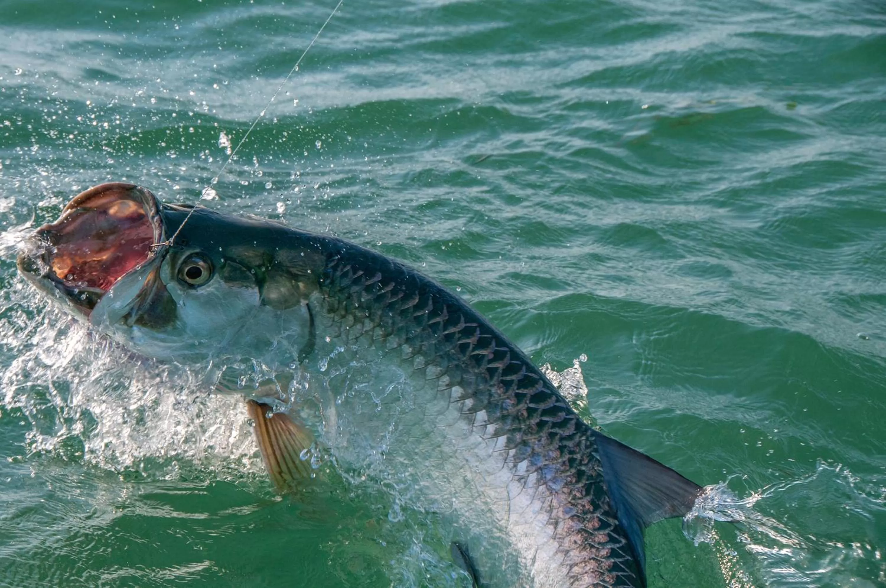 Fishing in Black Dolphin Inn
