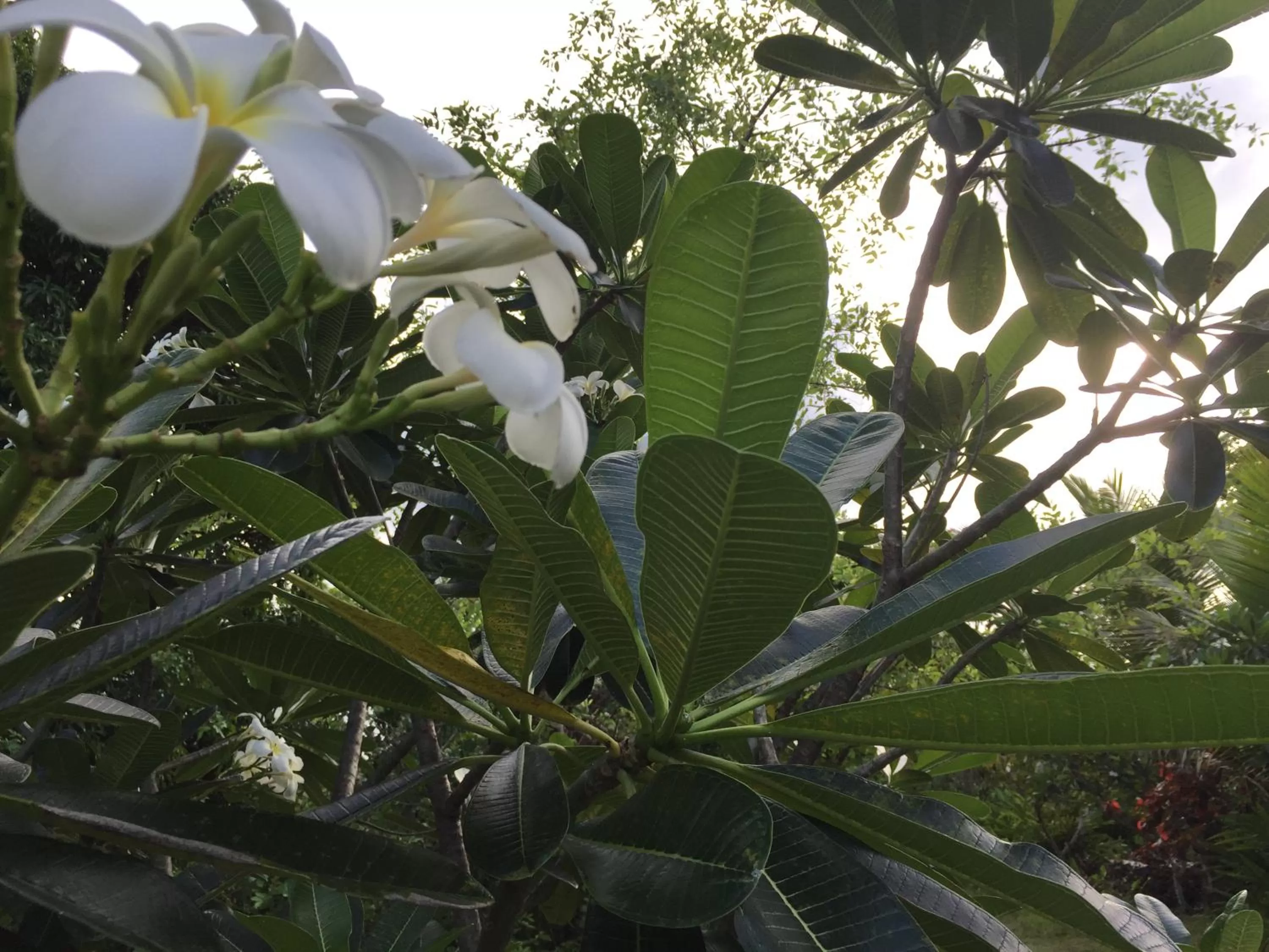 Garden in Hotel Jardin de la Paix